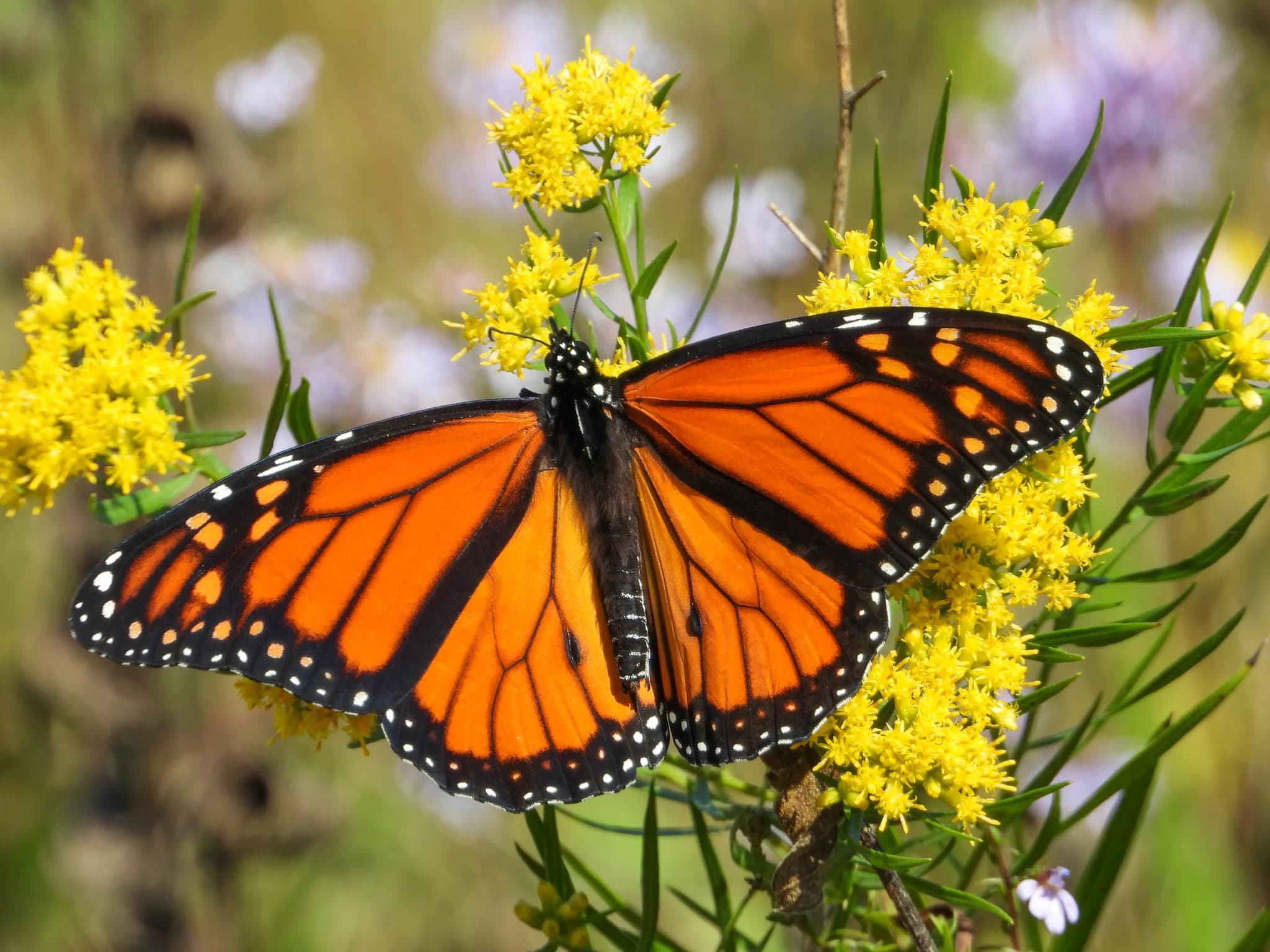 Monarch Butterfly