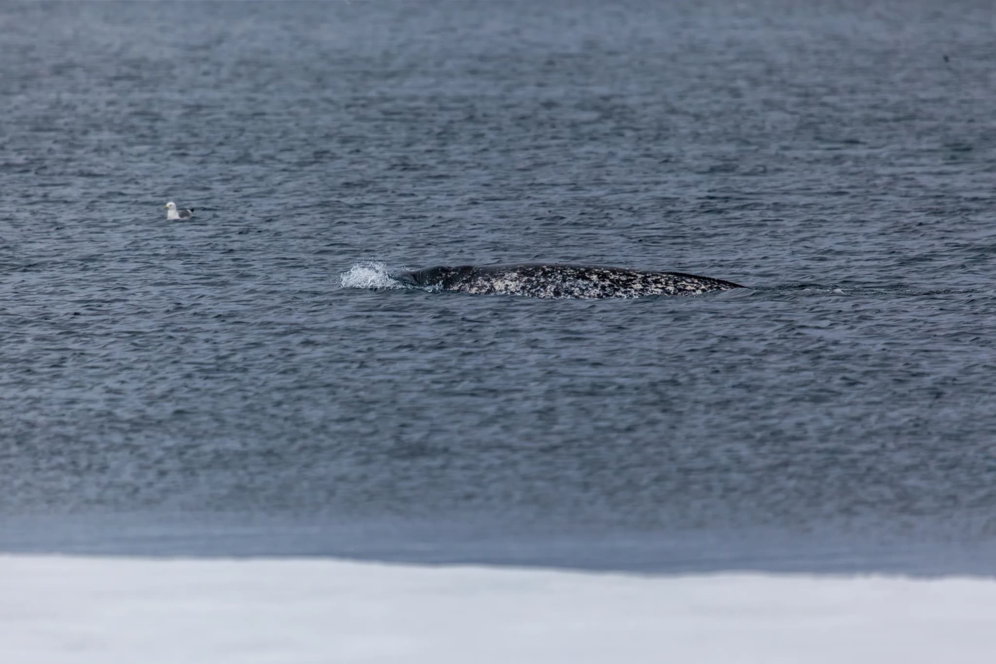 Narwhal