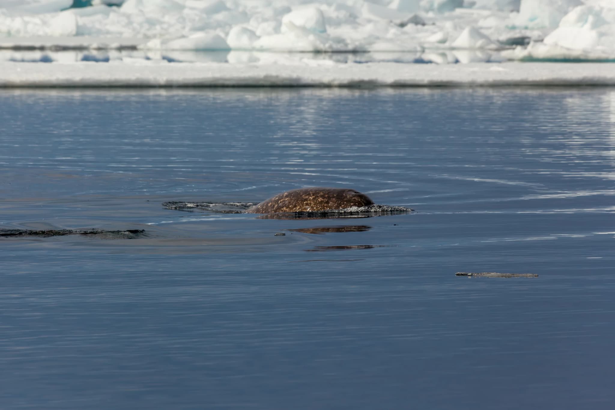Narwhal