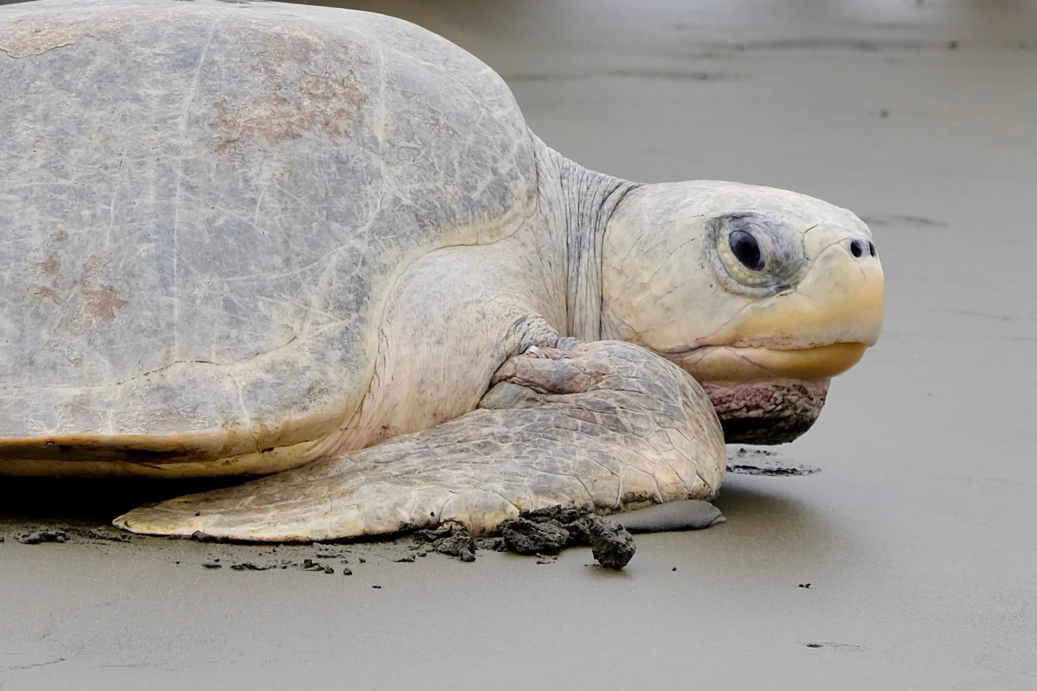 Olive Ridley Turtle