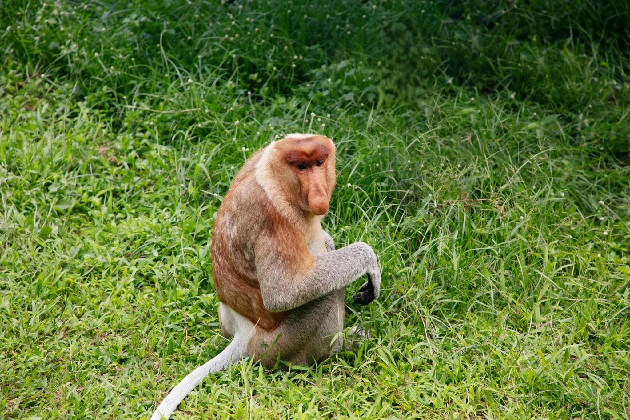 Proboscis Monkey