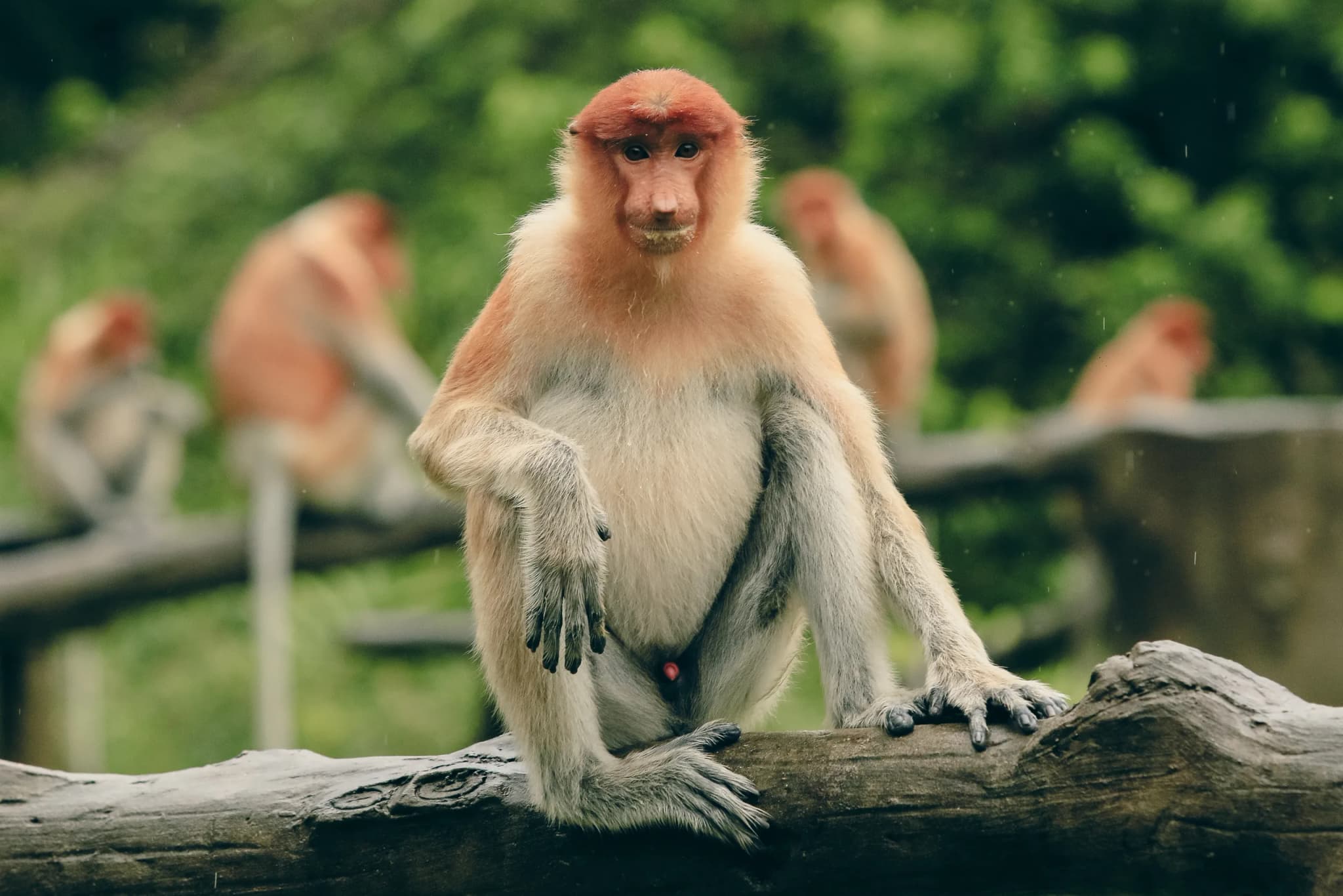 Proboscis Monkey