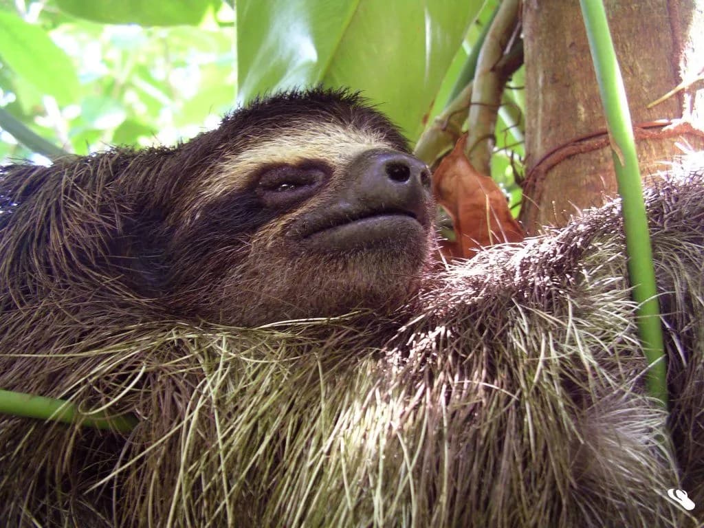 Pygmy Three-toed Sloth