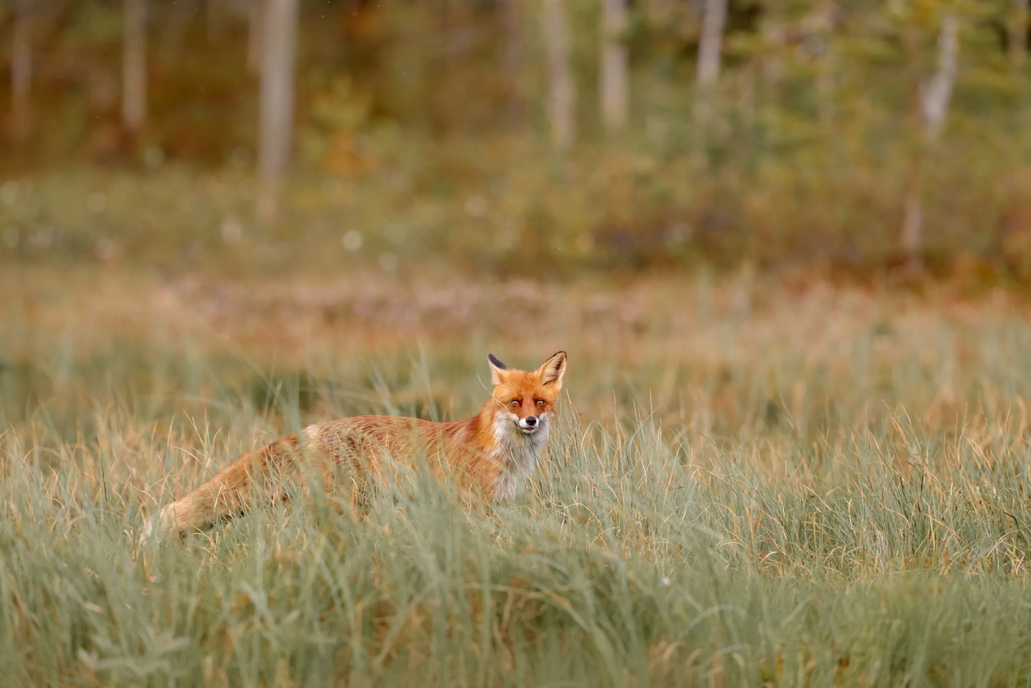 Red Fox