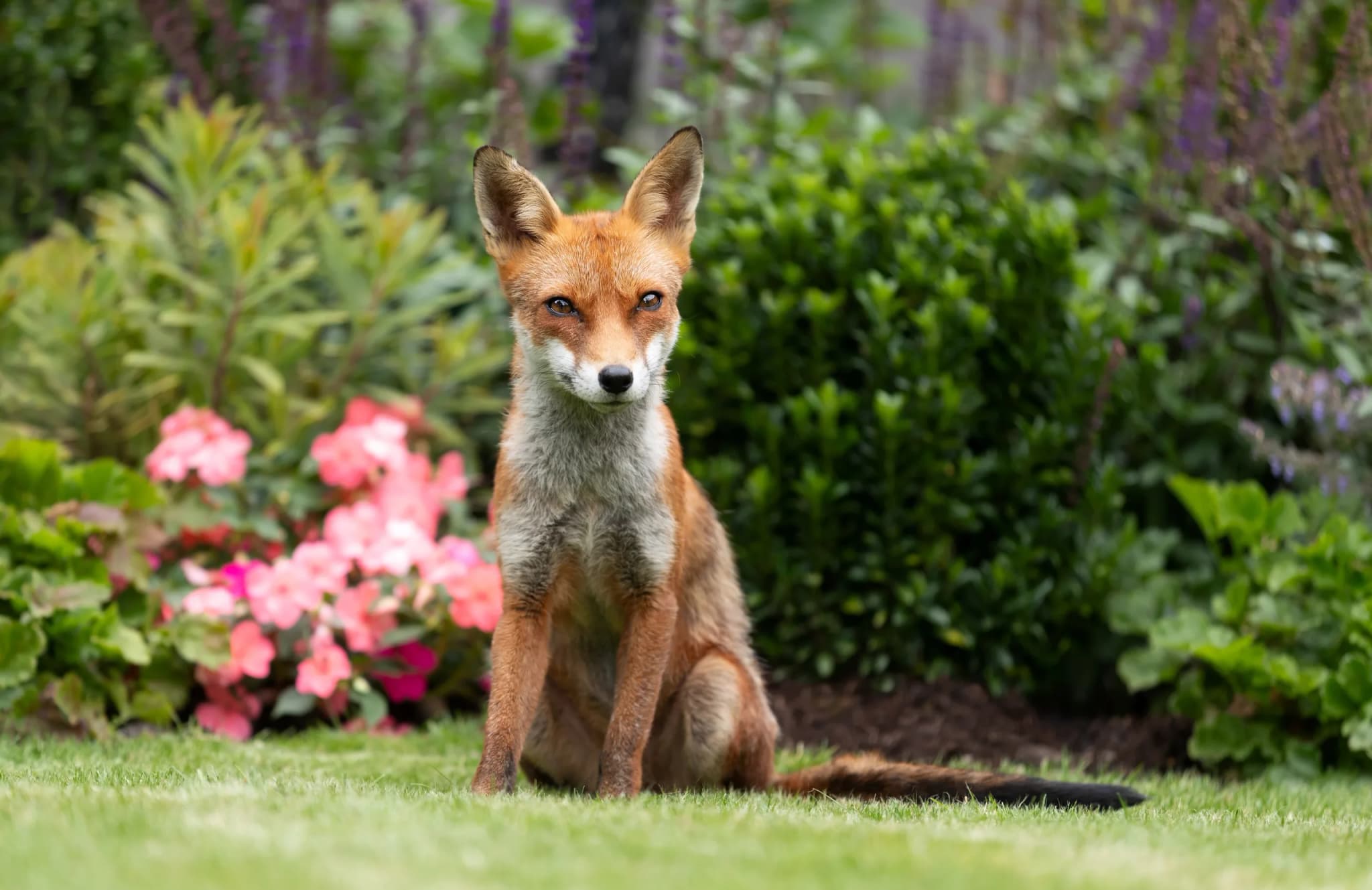 Red Fox