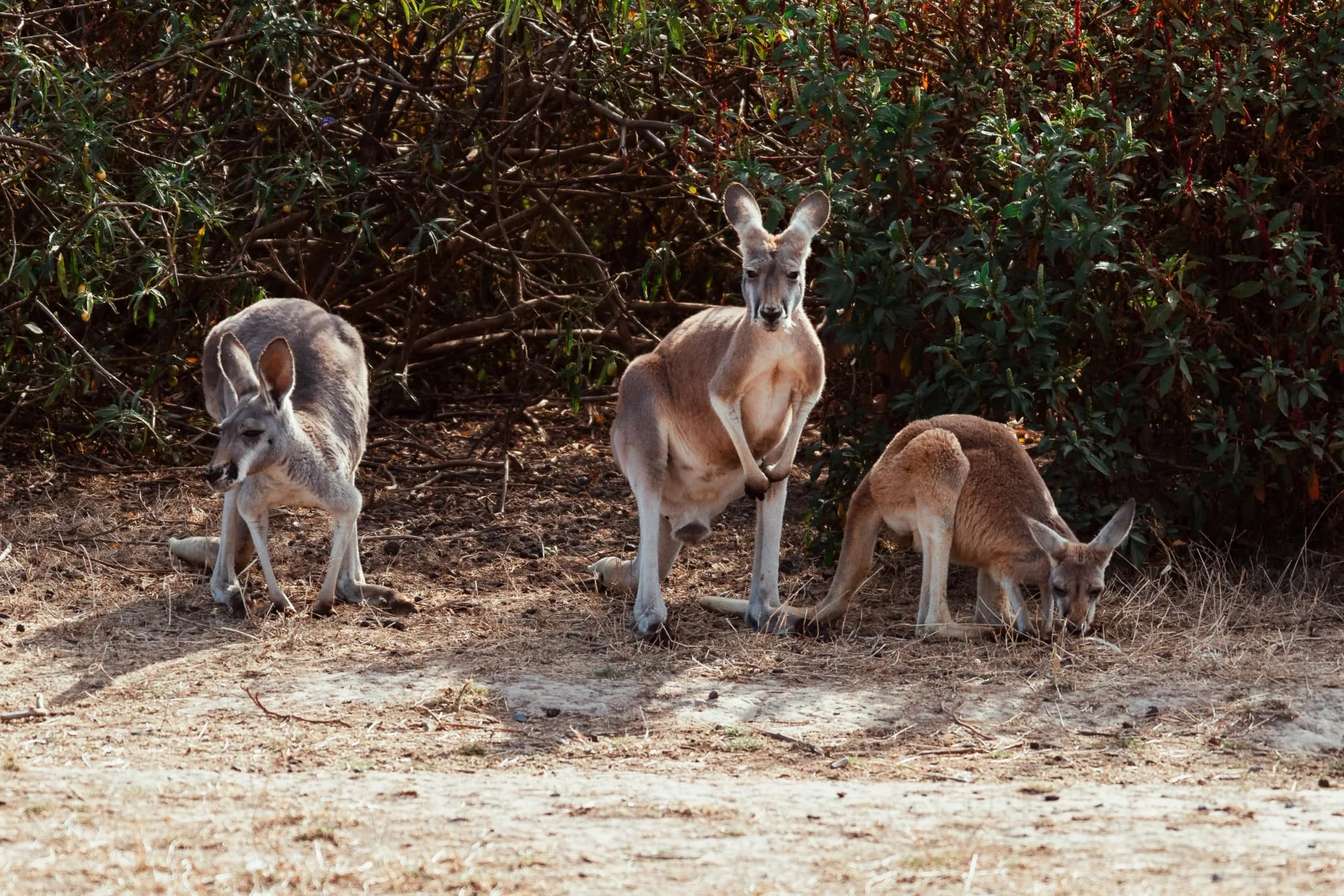 Red Kangaroo