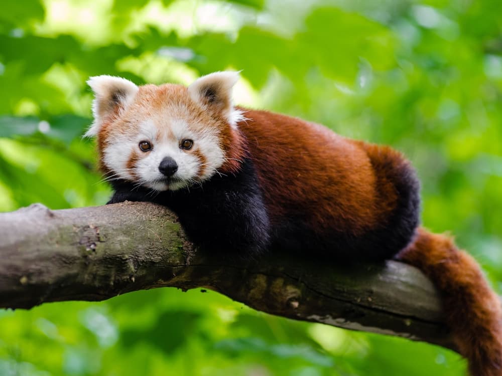 Red Panda
