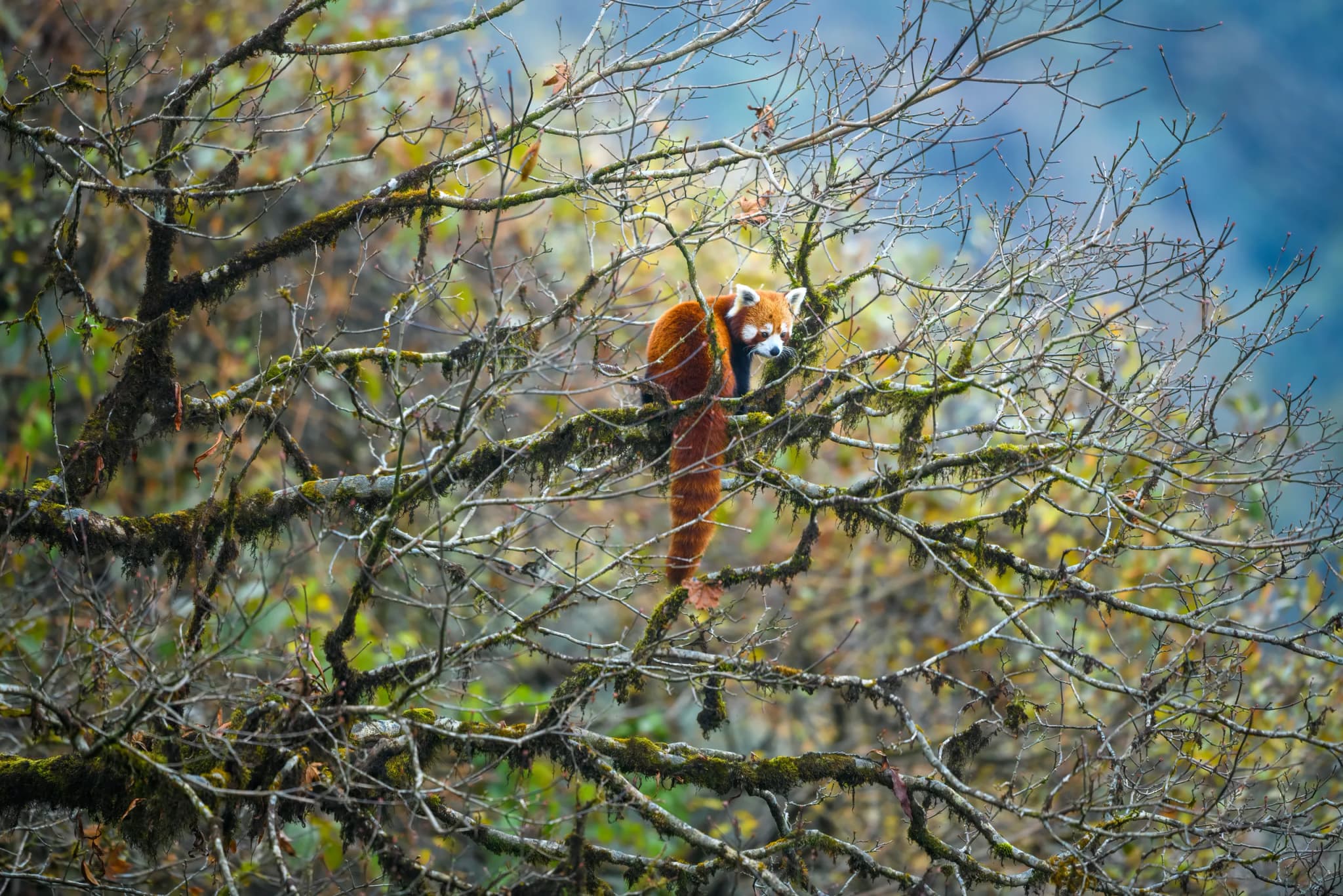 Red Panda
