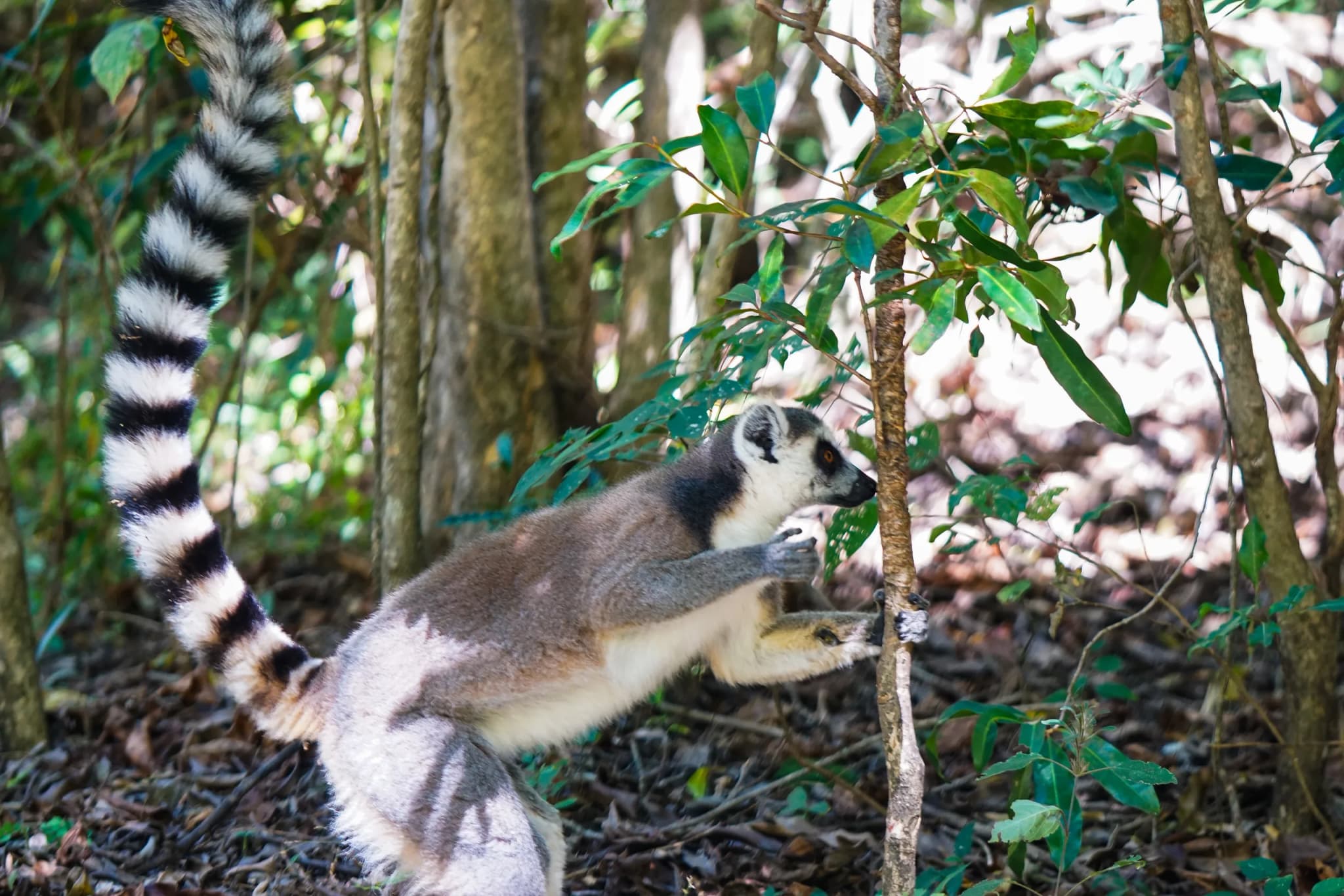 Ring-tailed Lemur