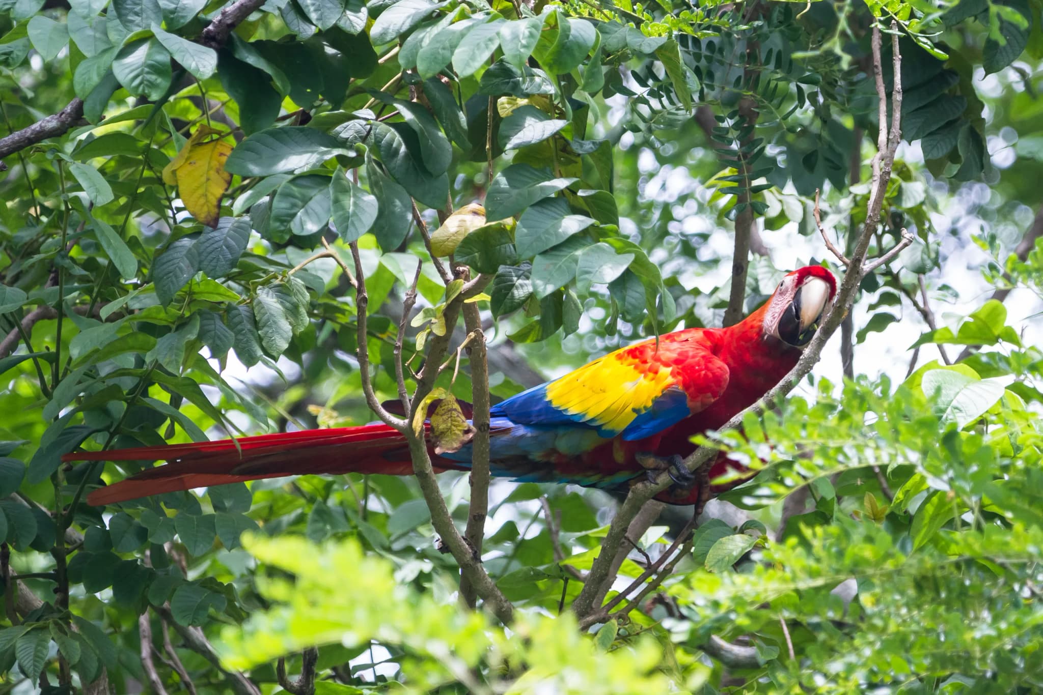 Scarlet Macaw