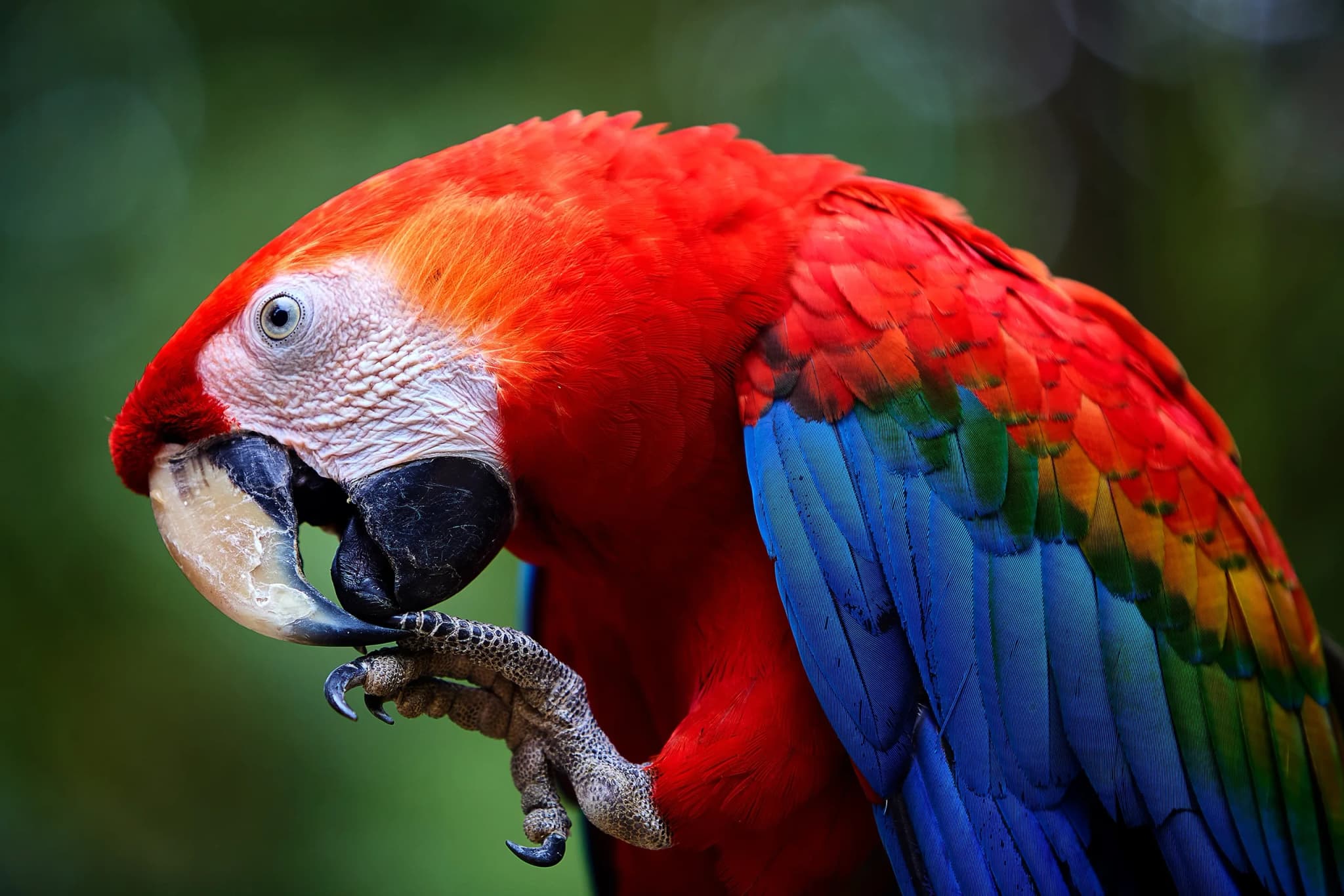 Scarlet Macaw