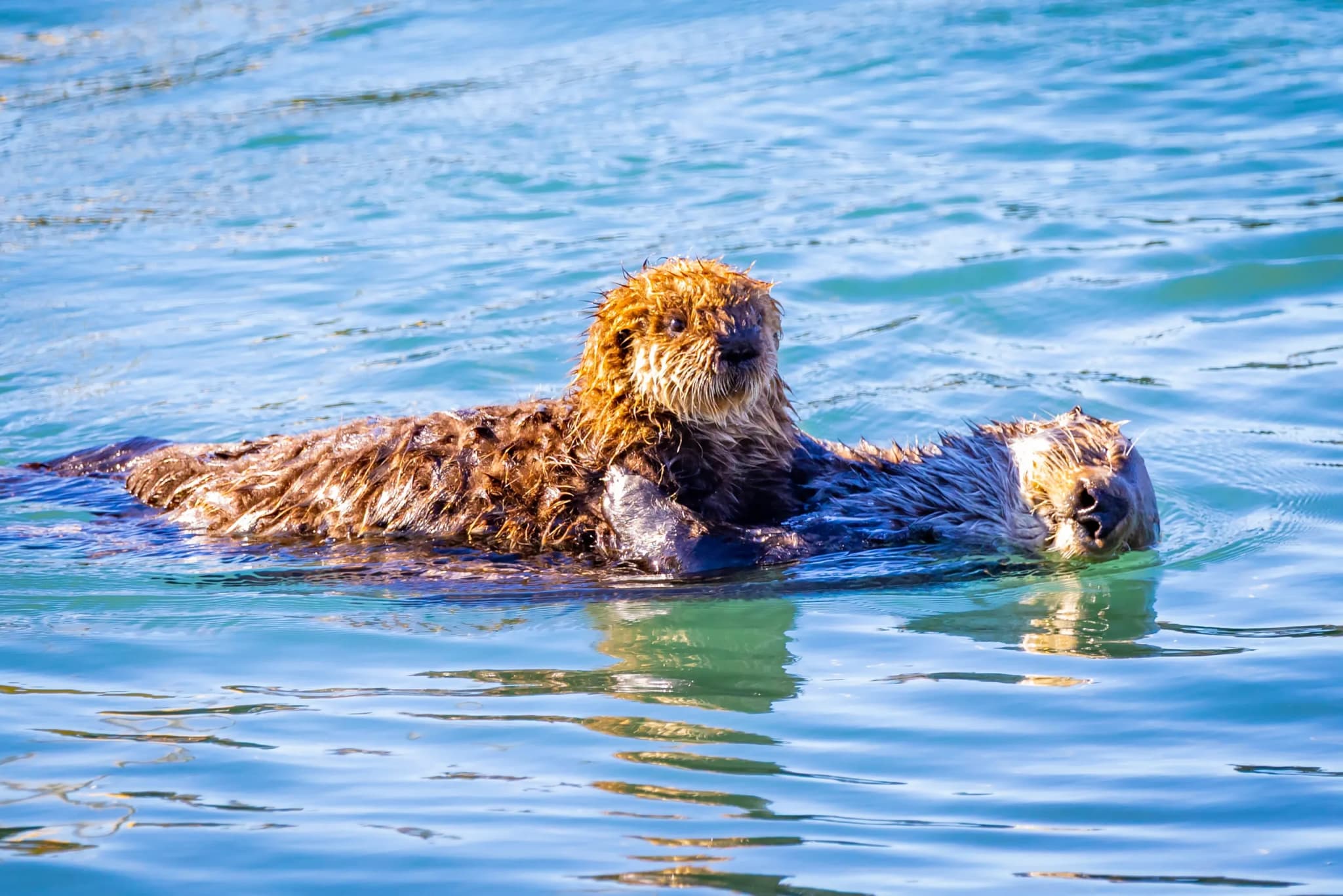 Sea Otter