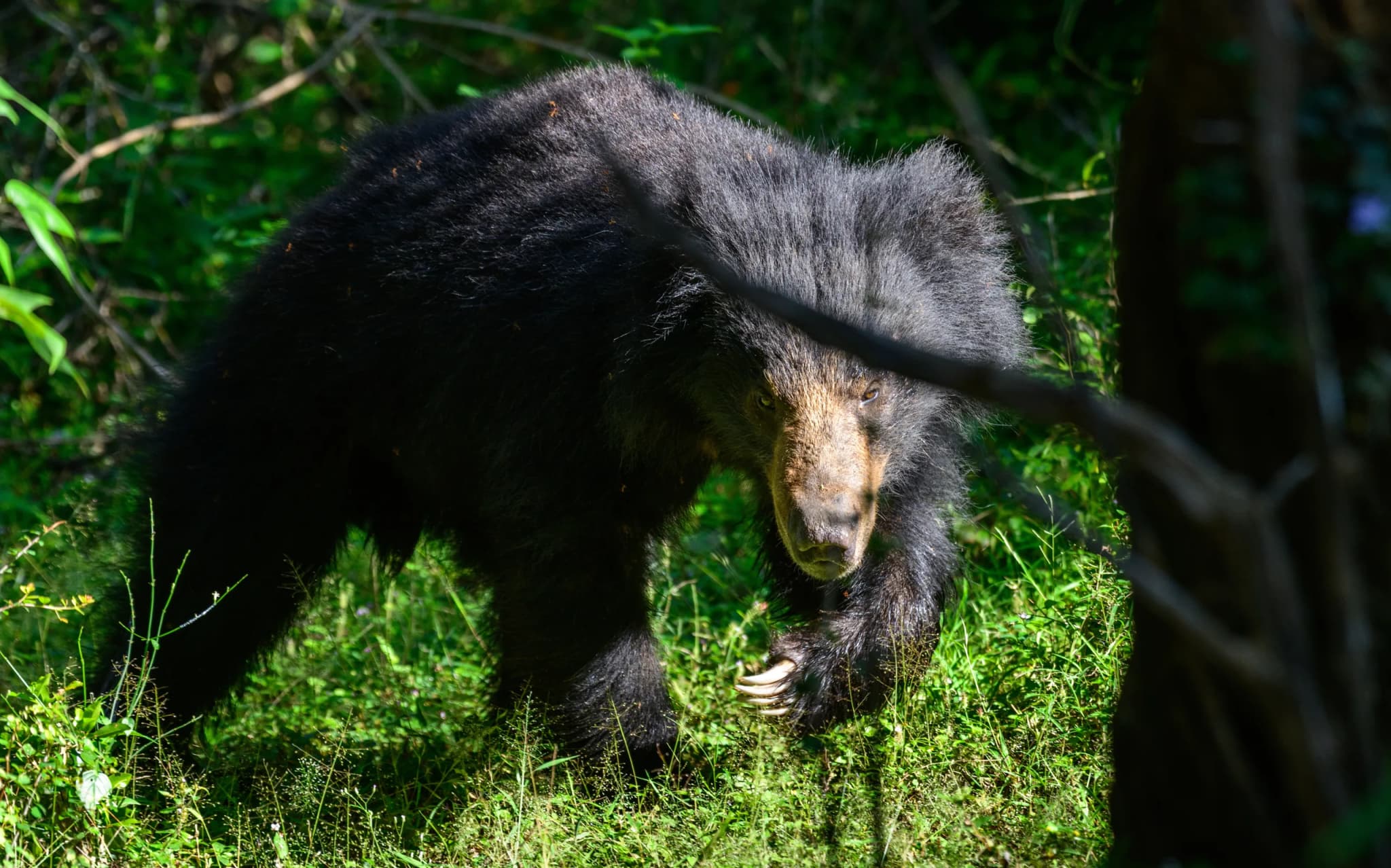 Sloth Bear