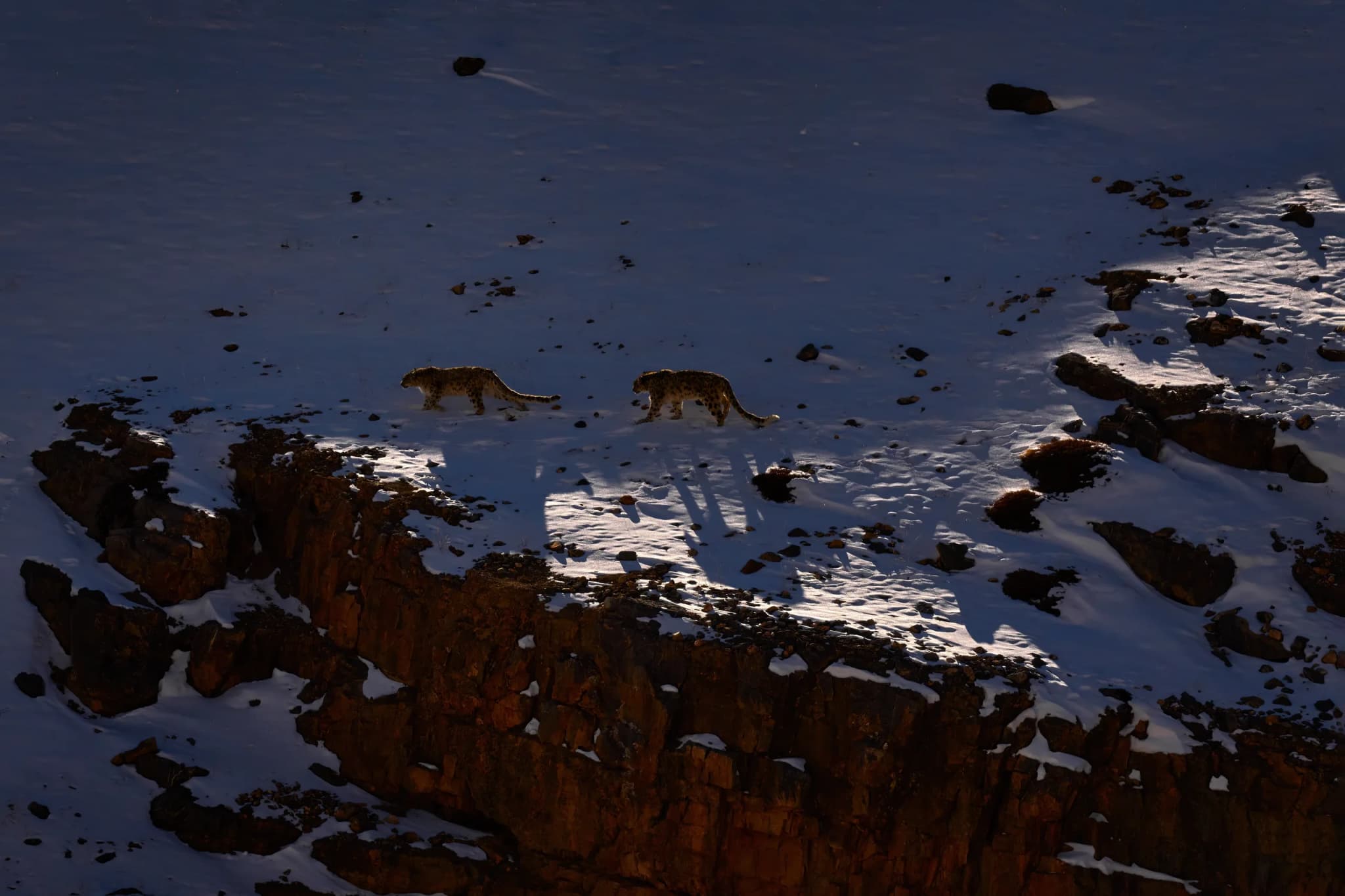 Snow Leopard
