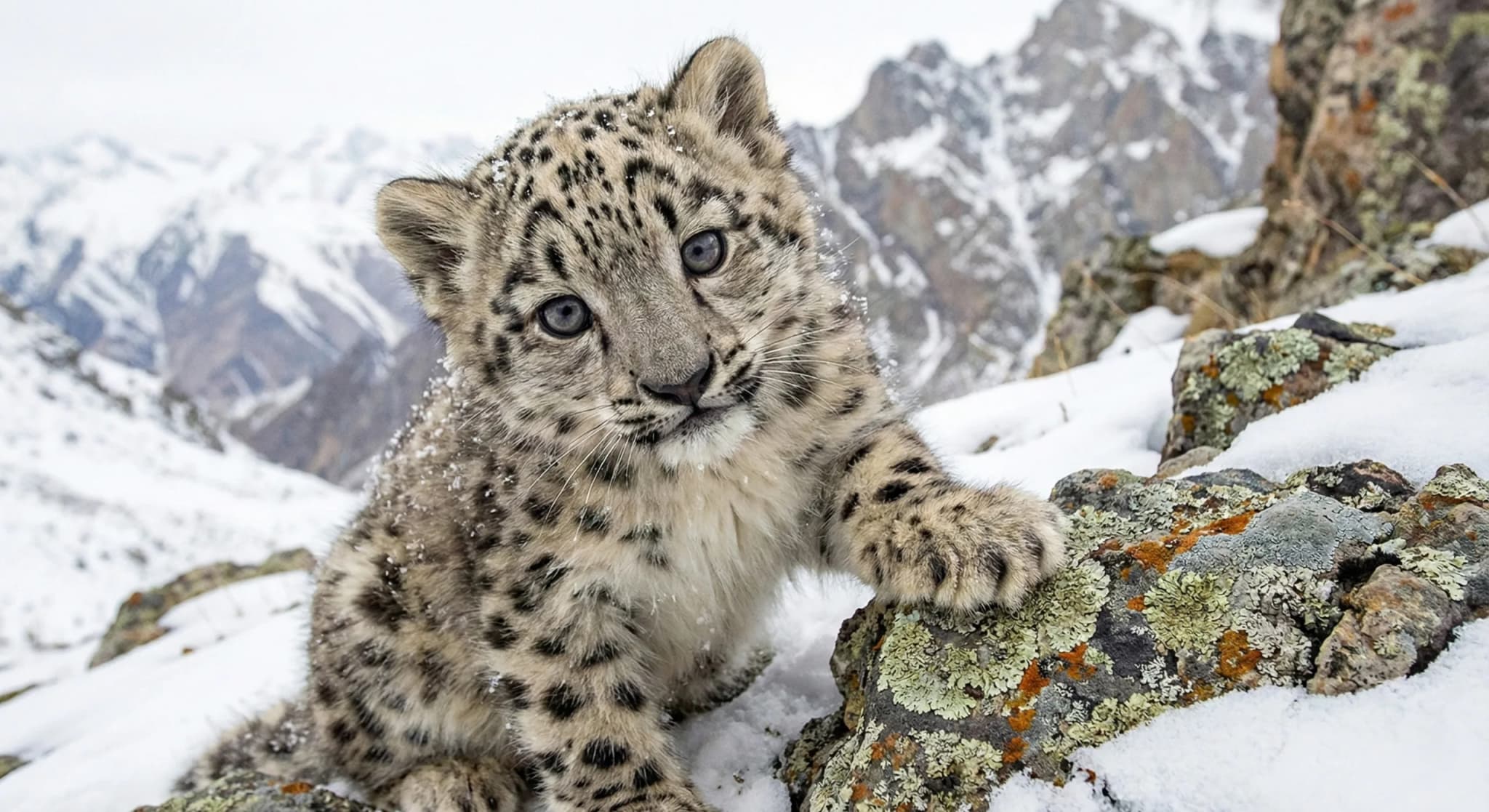 Snow Leopard
