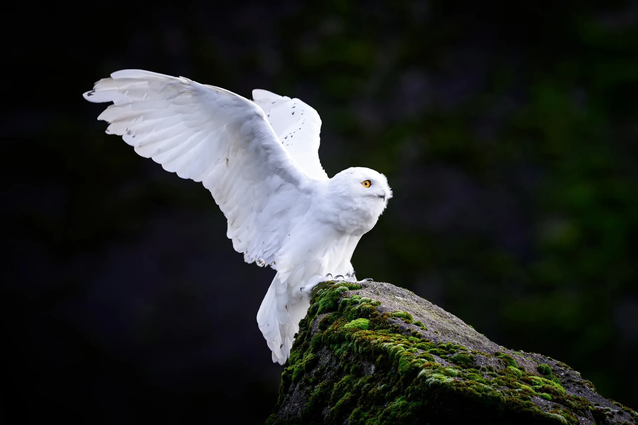 Snowy Owl