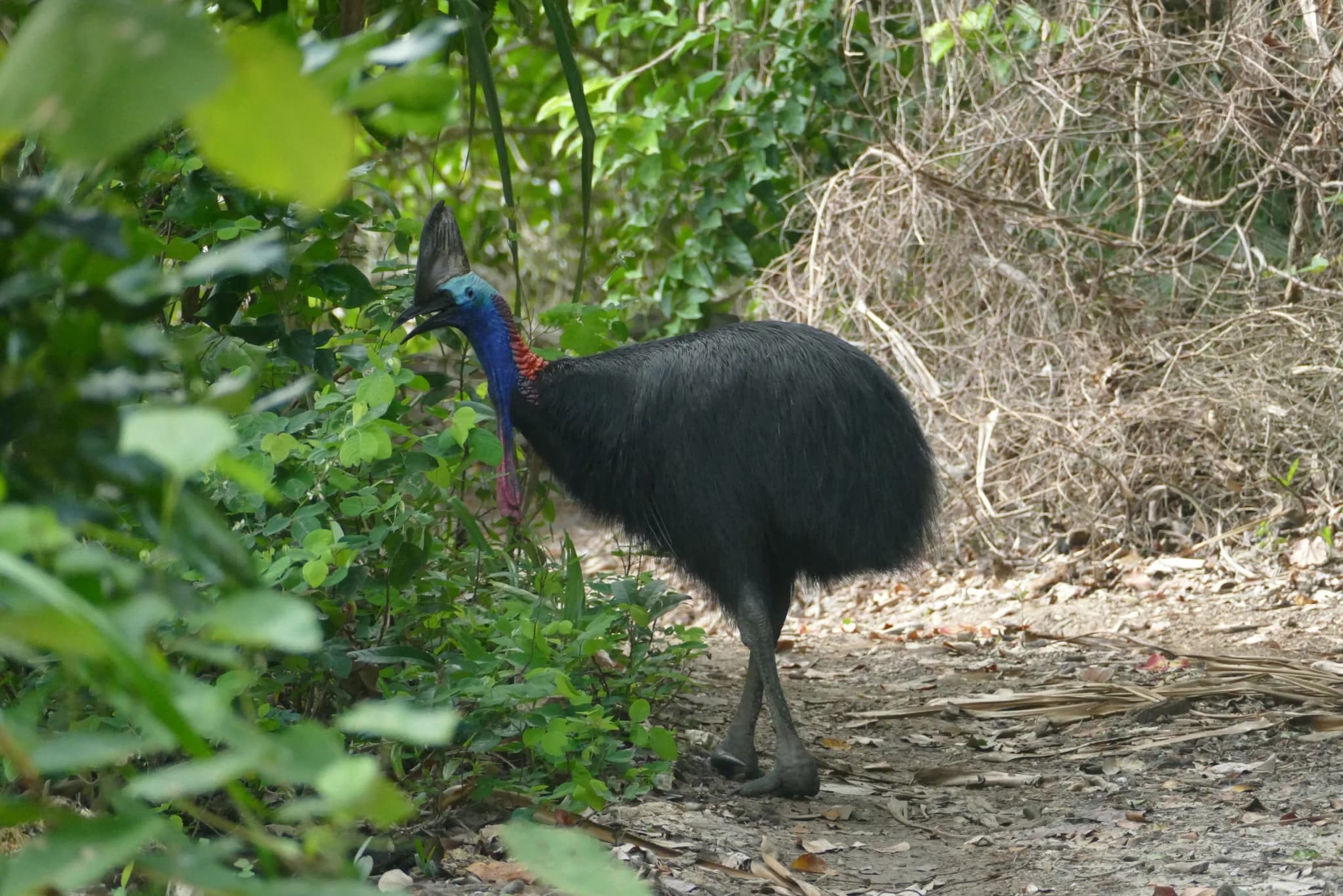 Southern Cassowary