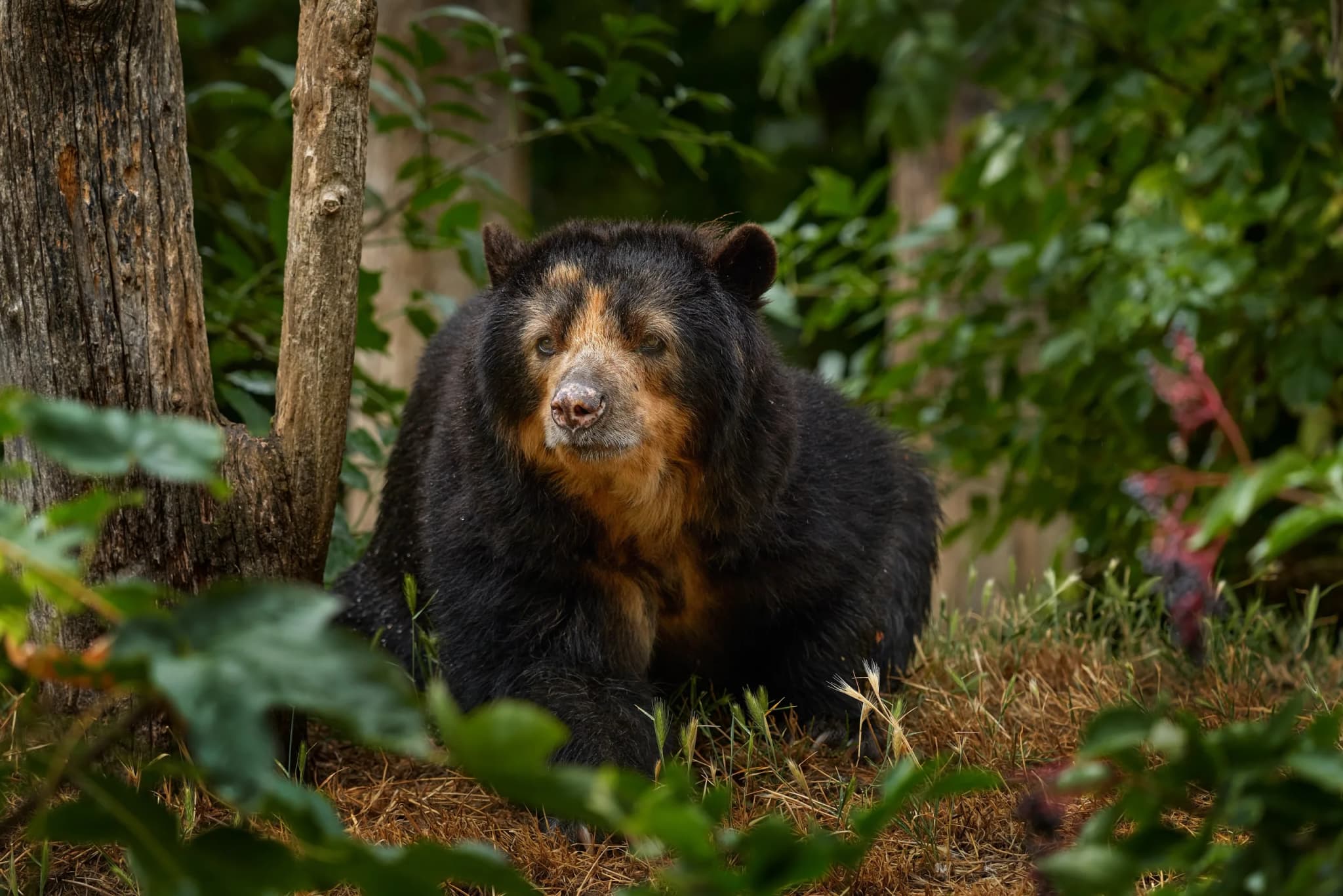 Spectacled Bear