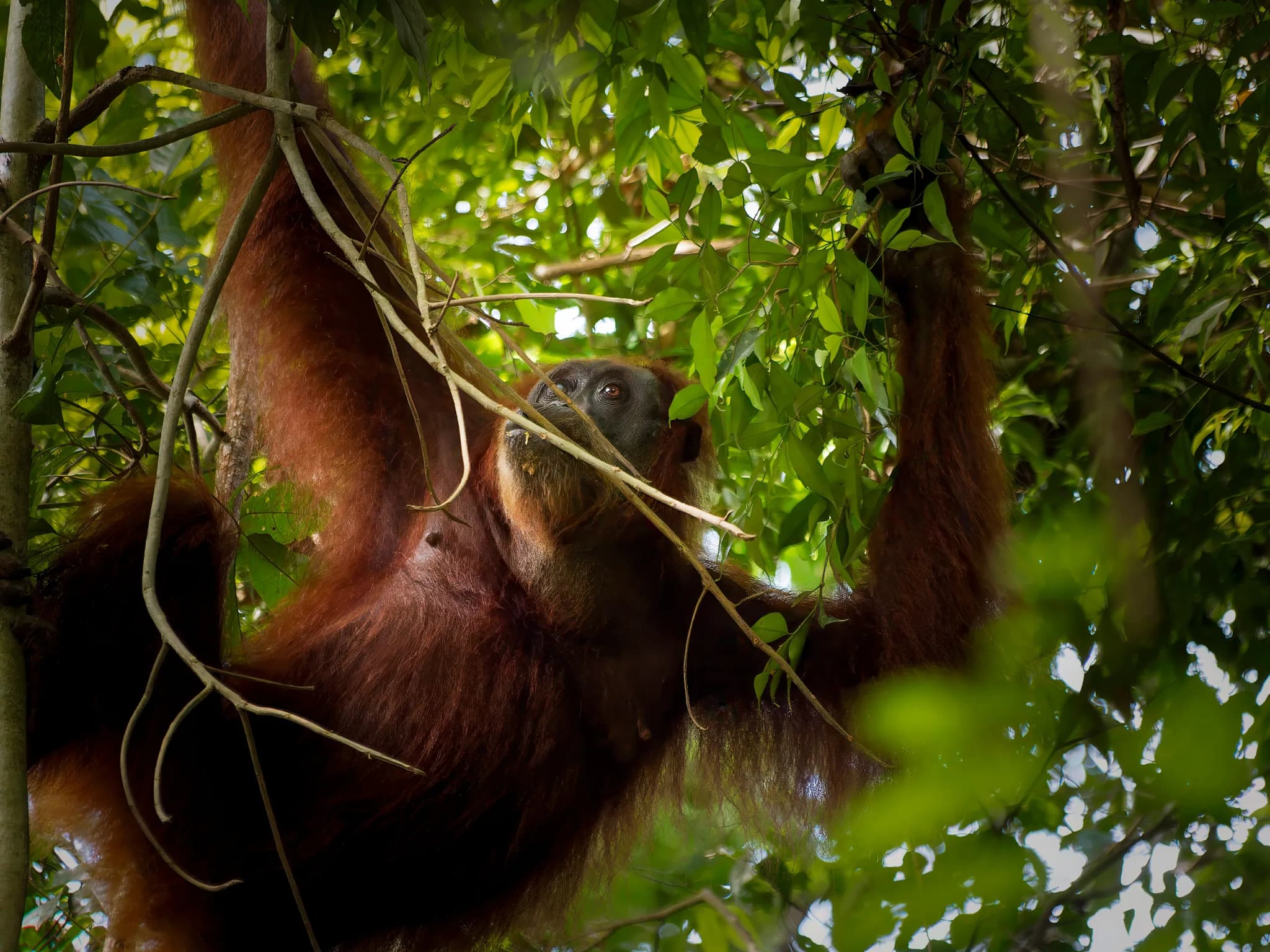 Sumatran Orangutan