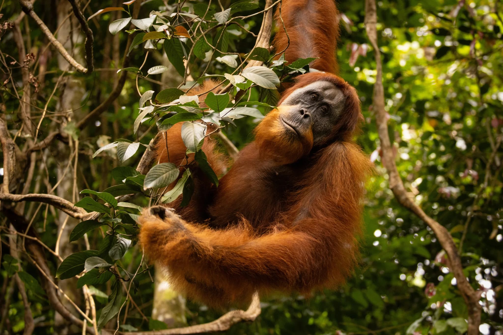 Sumatran Orangutan