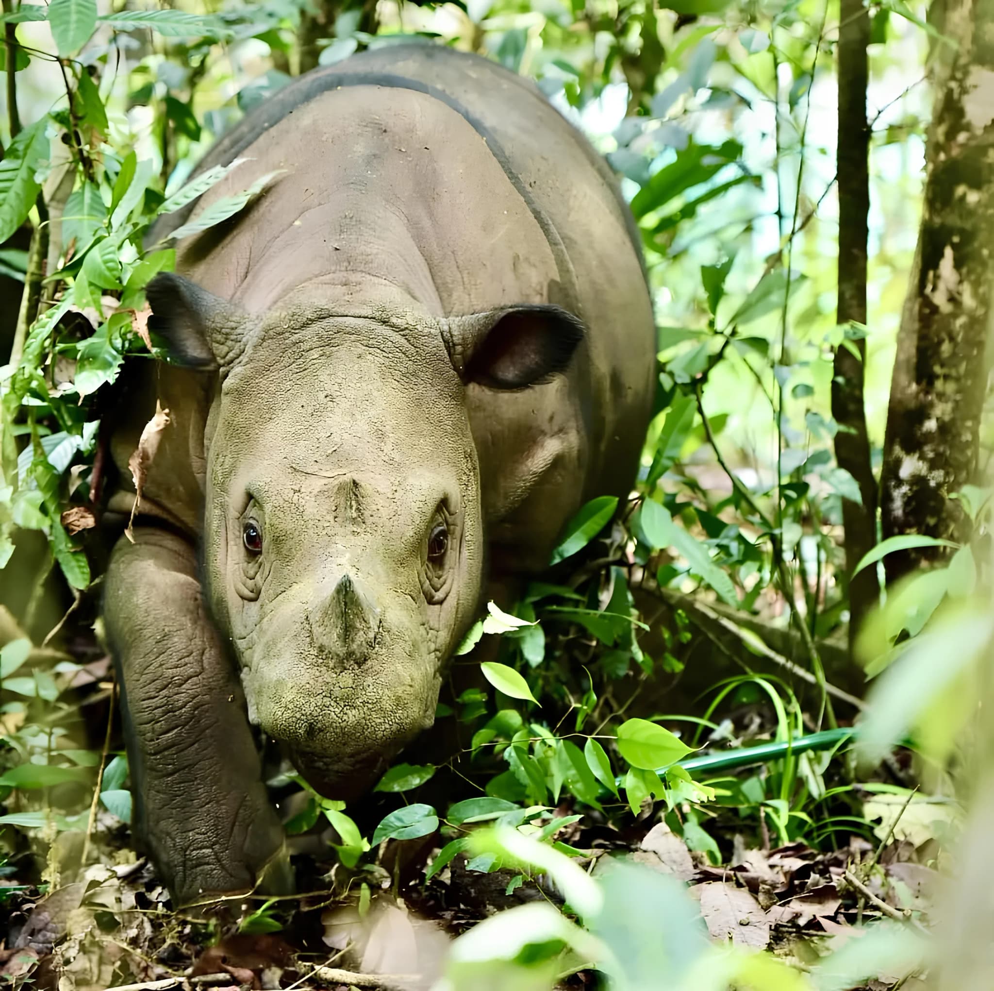 Sumatran Rhinoceros