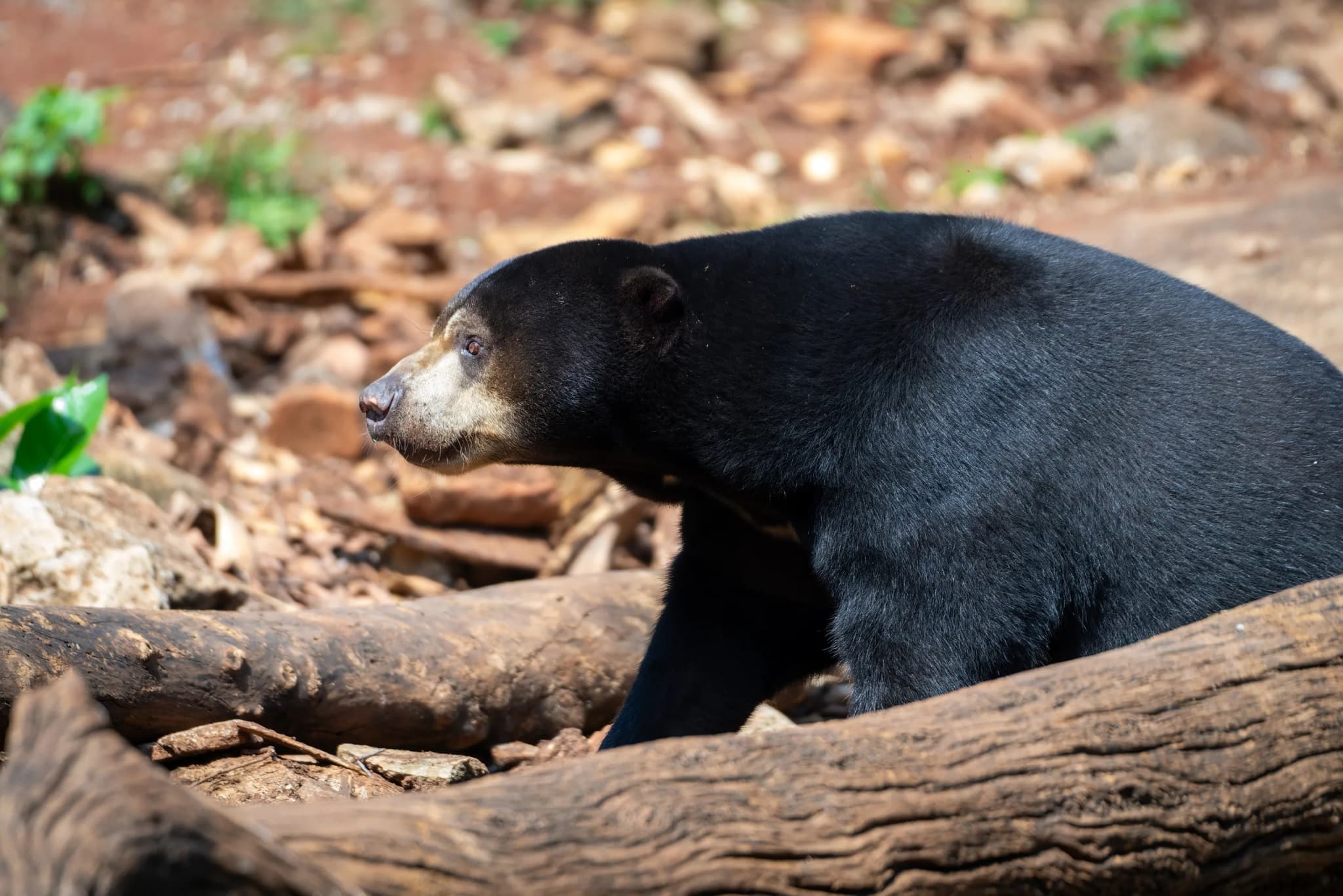 Sun Bear