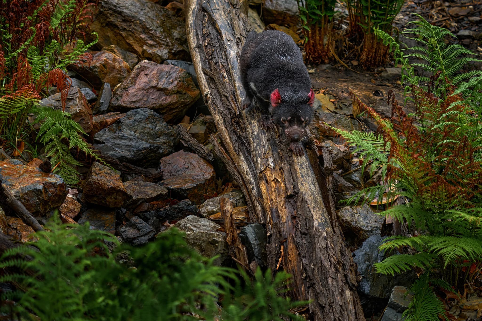 Tasmanian Devil