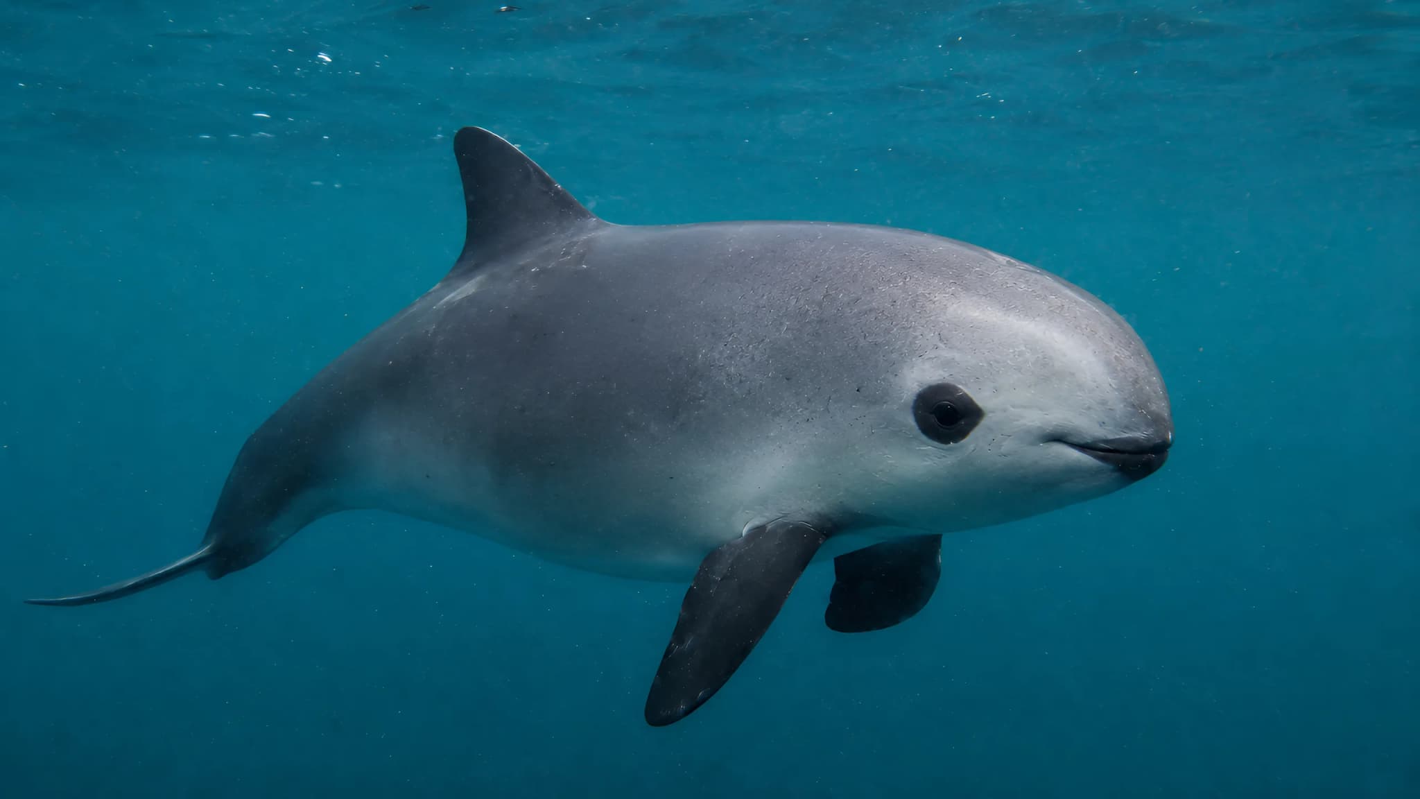 Vaquita