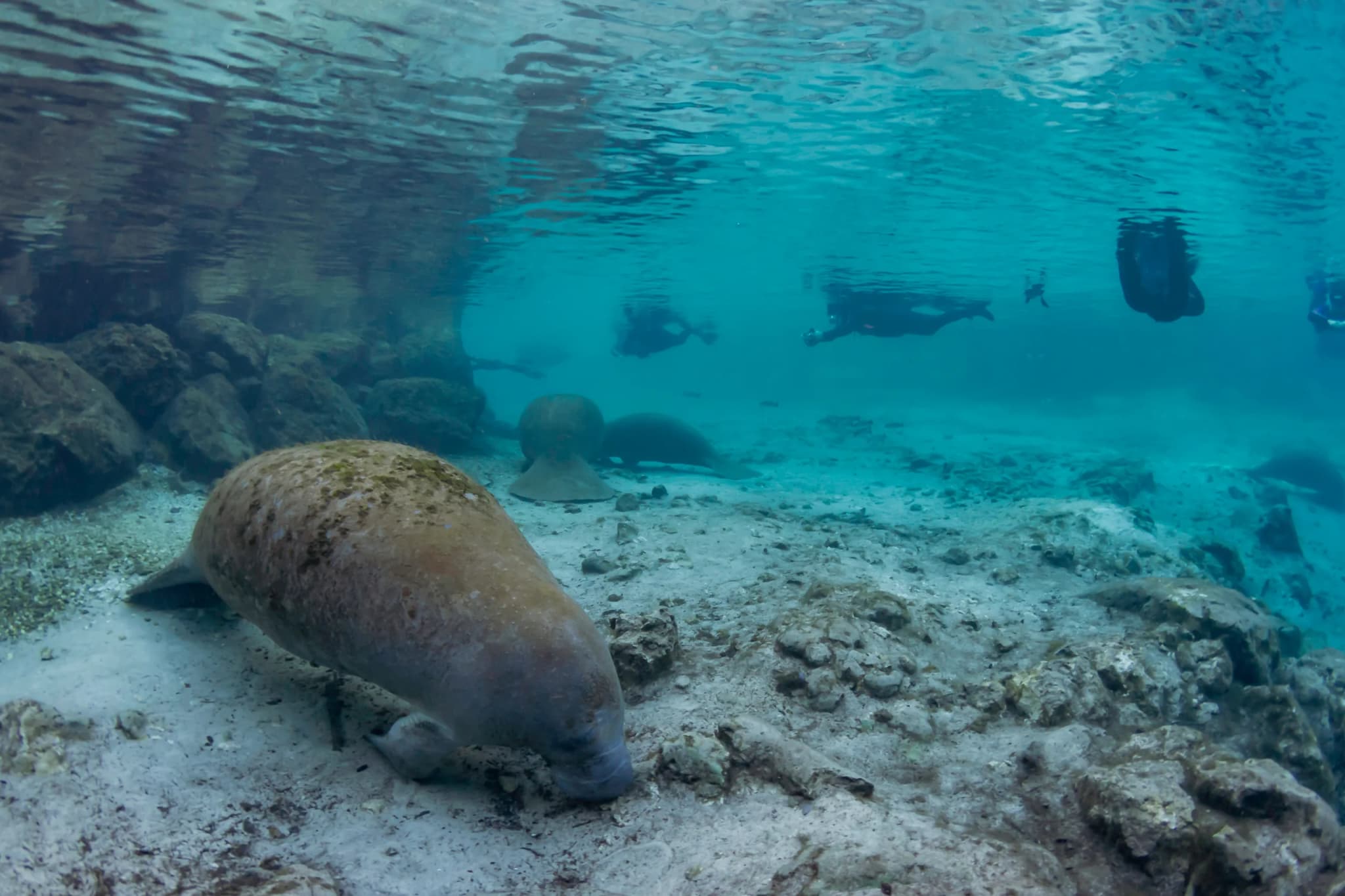 West Indian Manatee