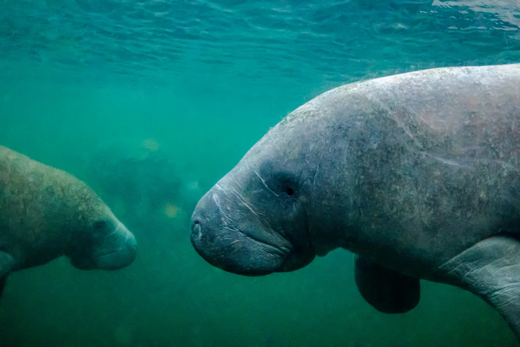 West Indian Manatee