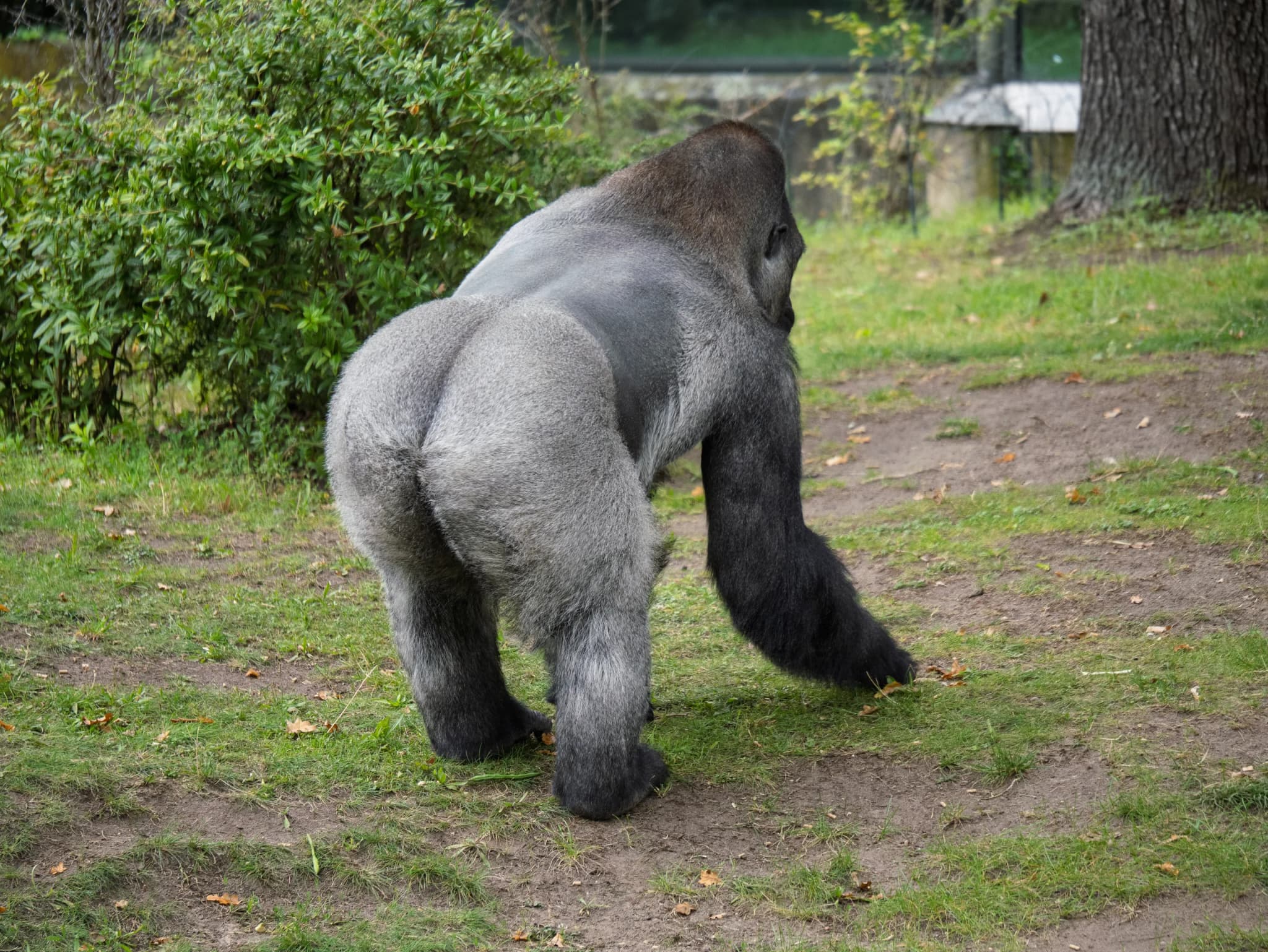 Western Lowland Gorilla