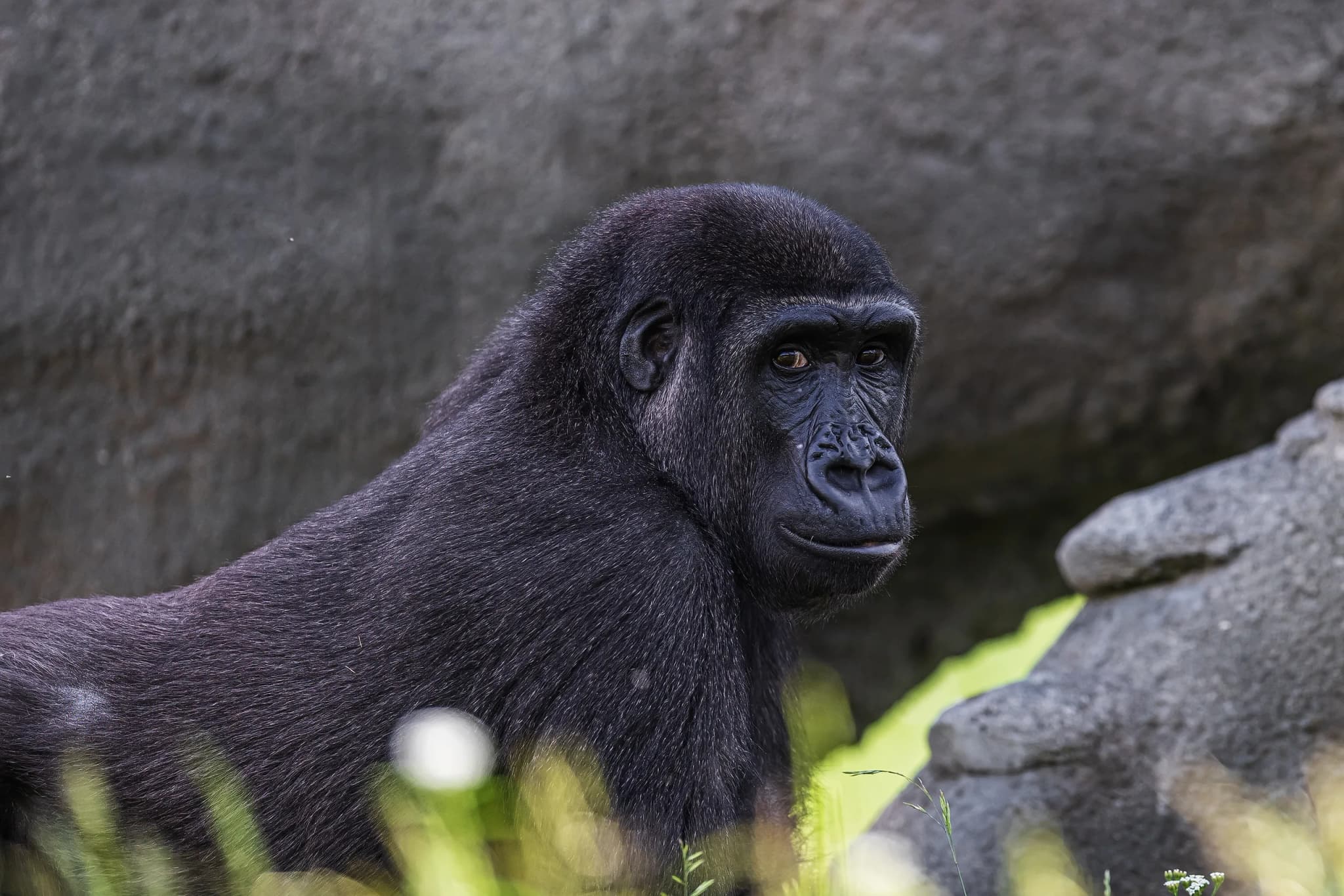 Western Lowland Gorilla