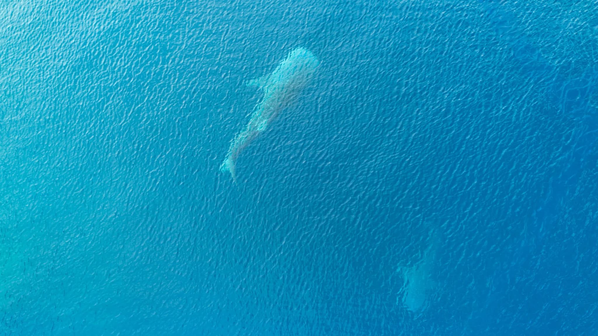 Whale Shark