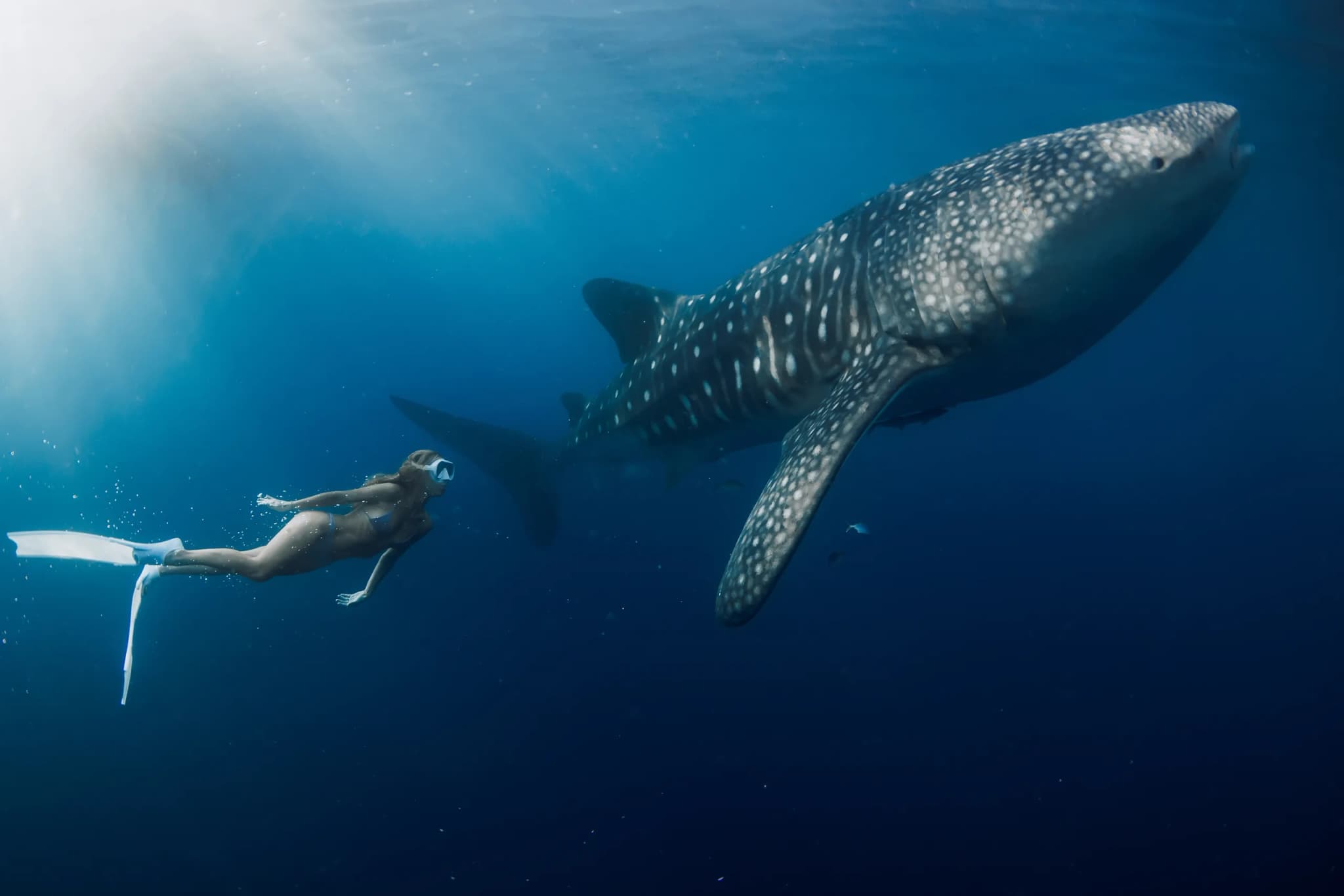 Whale Shark