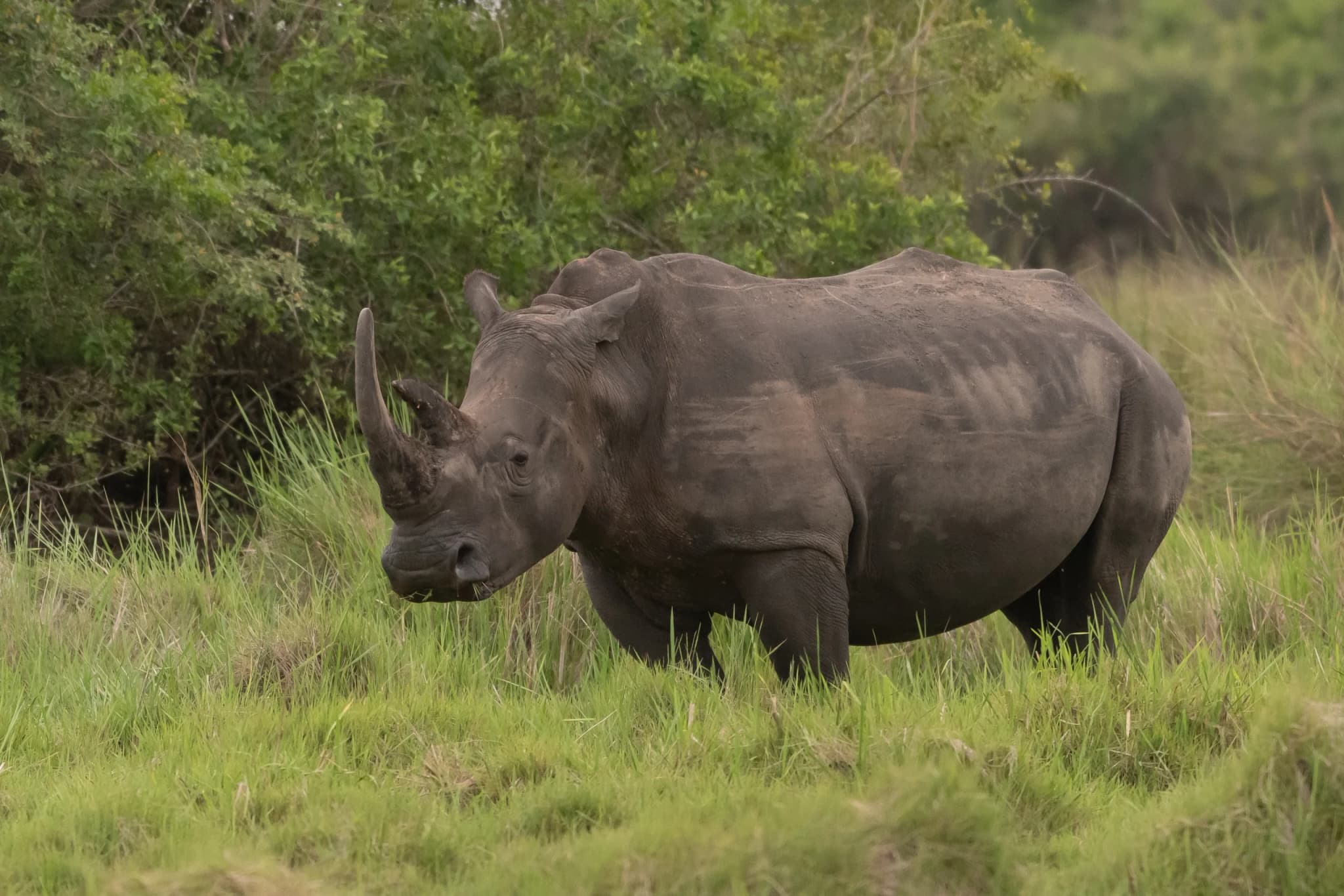 White Rhinoceros