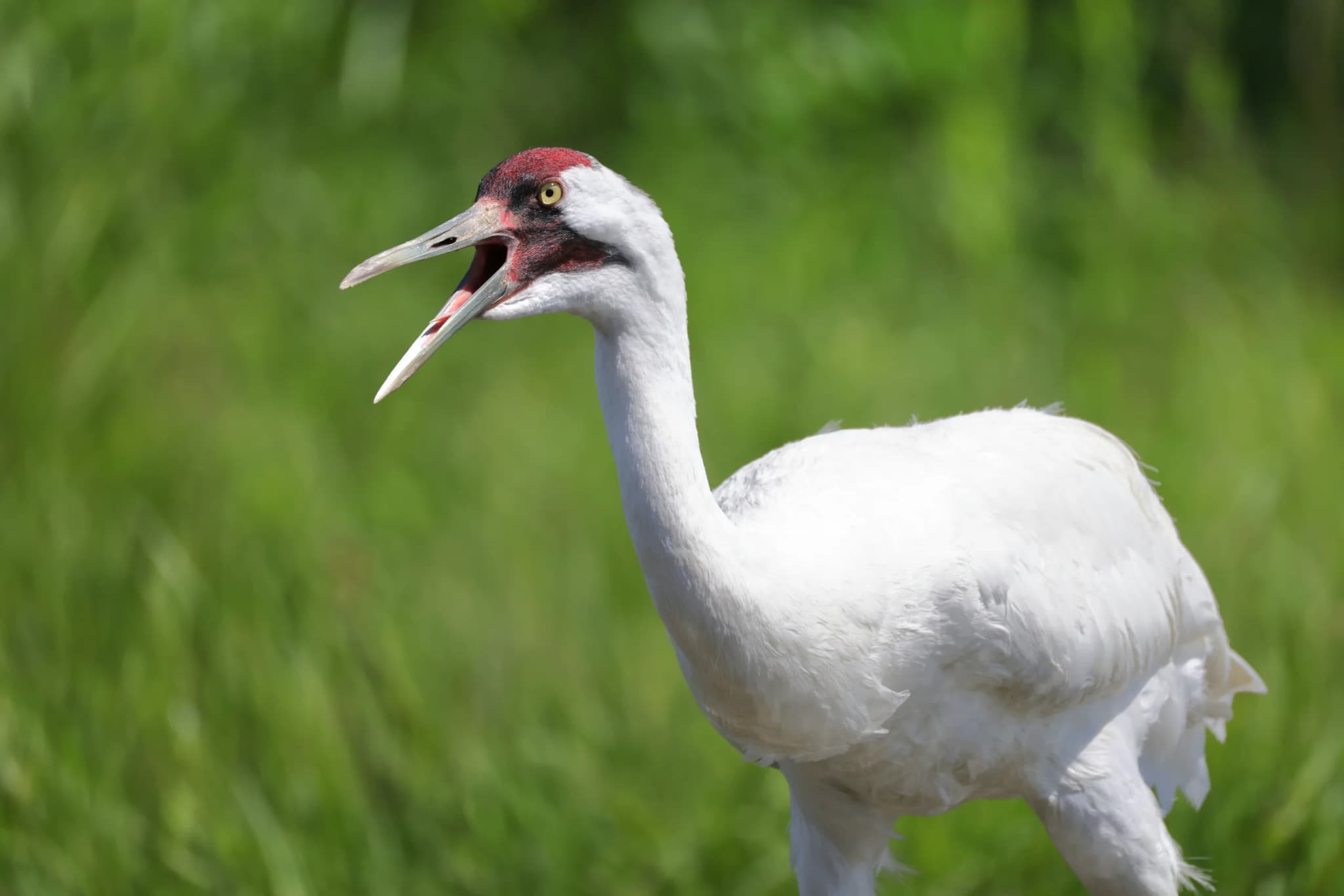 Whooping Crane