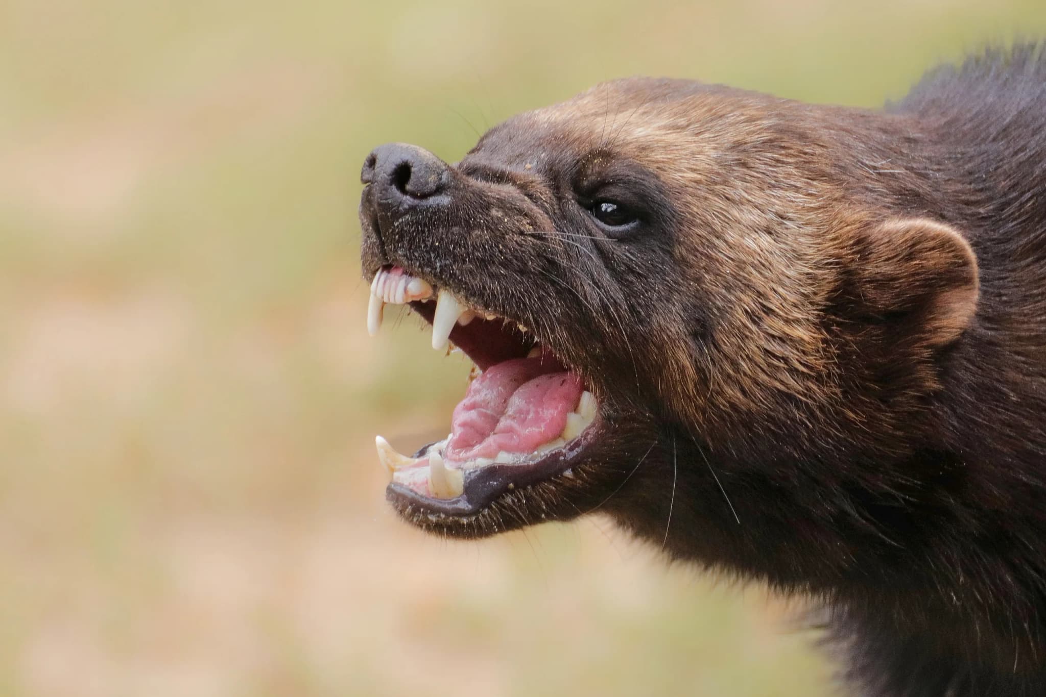 Wolverine