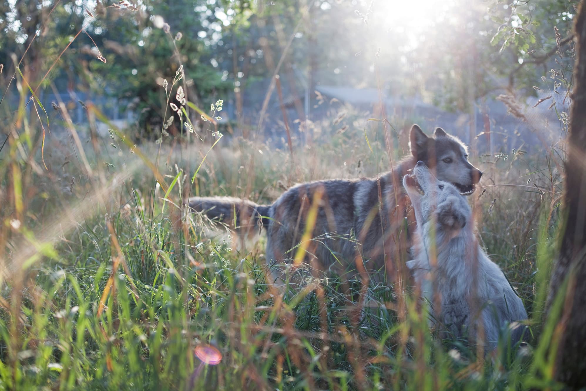 Wolf Haven International