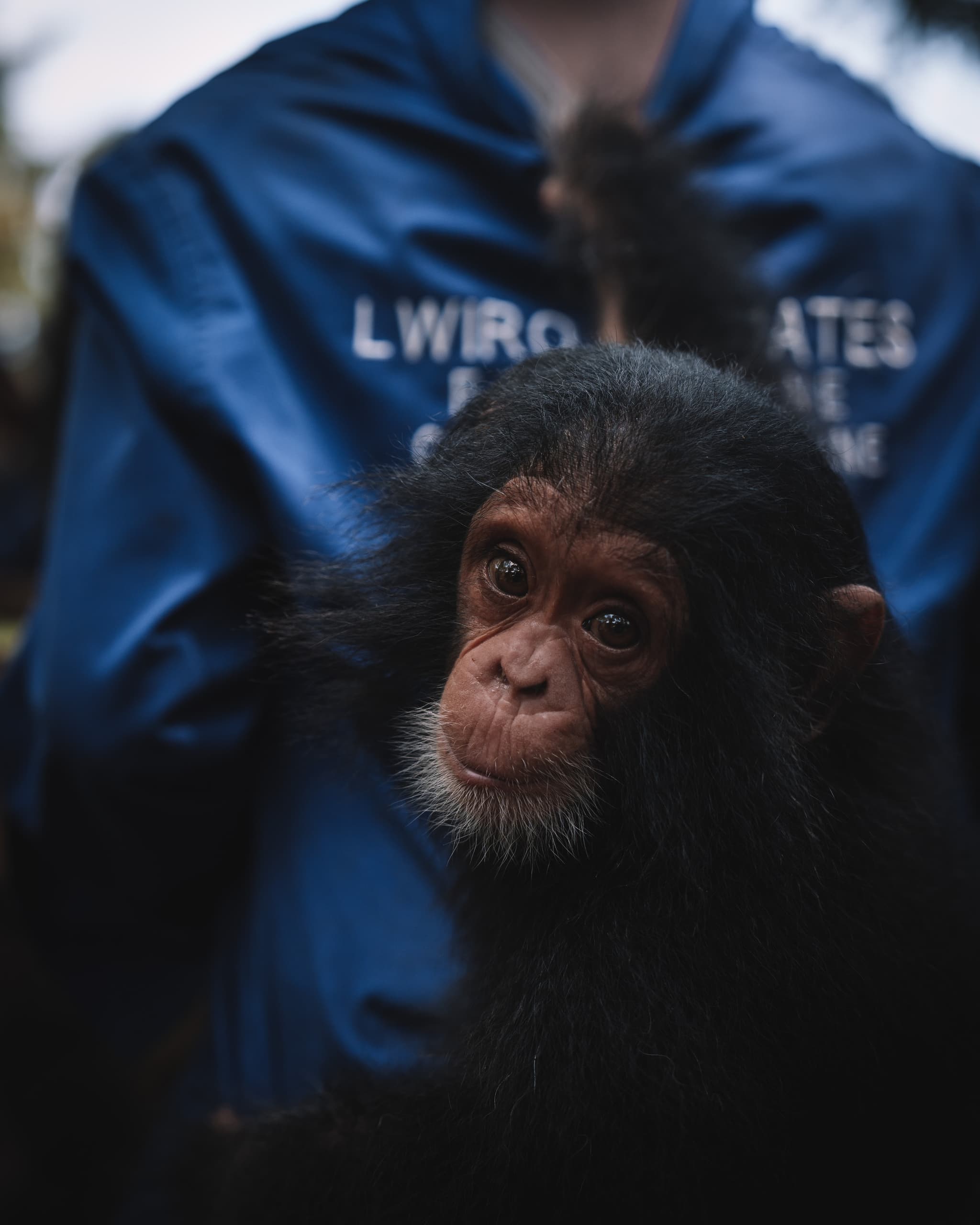 Lwiro Primates Rehabilitation Center