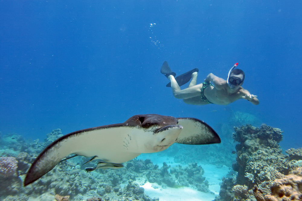 Snorkler with manta ray, ProjectManta.