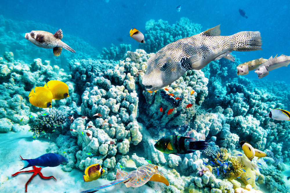 Colorful coral reefs, Great Barrier Reef, Australia.