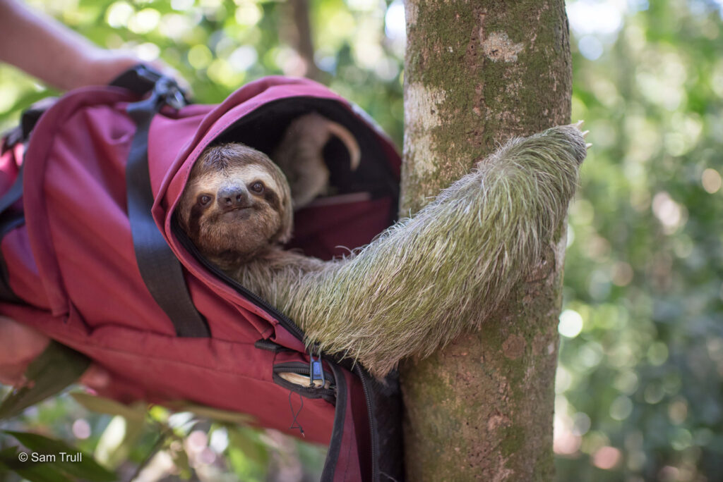 A three-toed sloth being released back into the forest