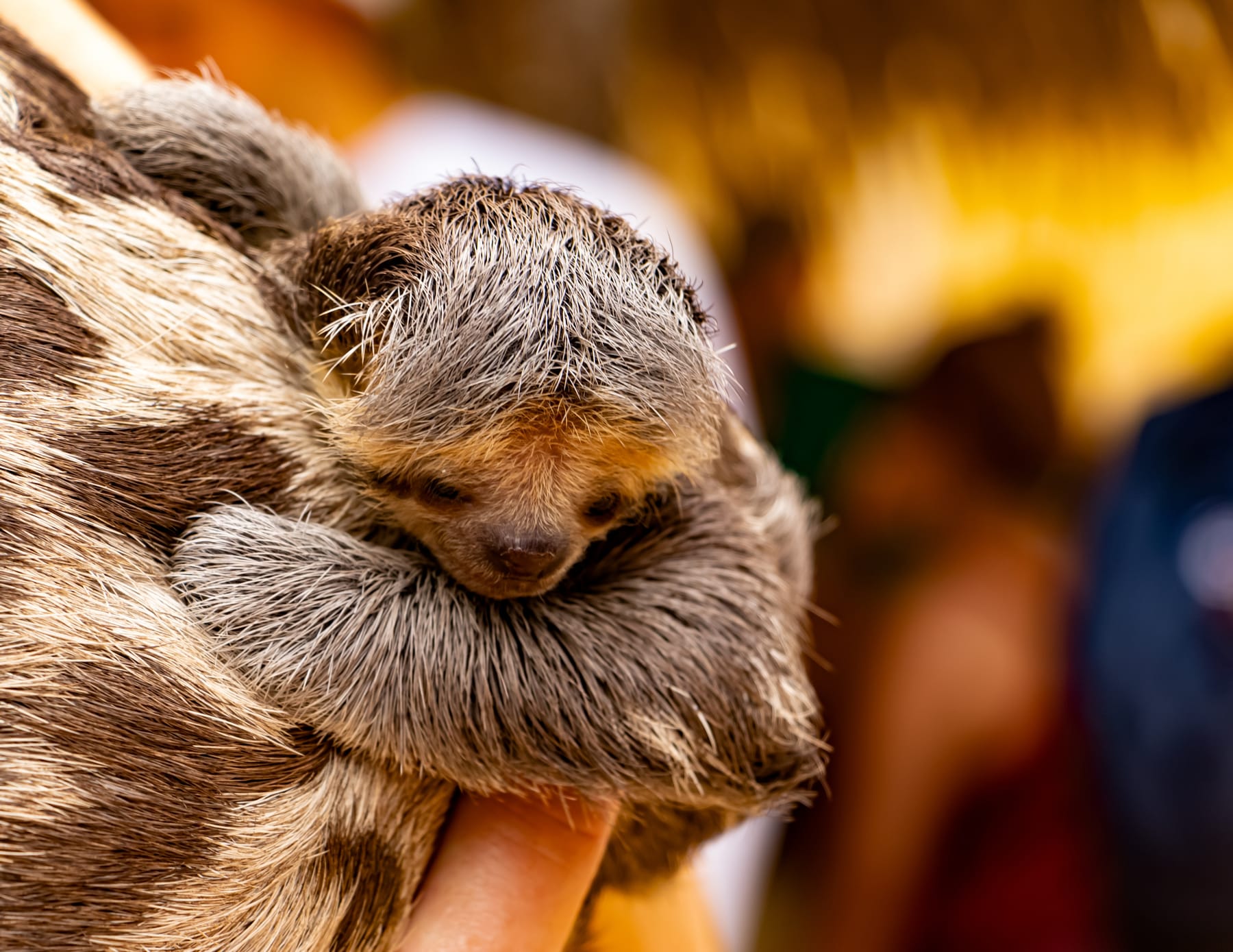 A newborn sloth clinging to its mother's back in the Amazon