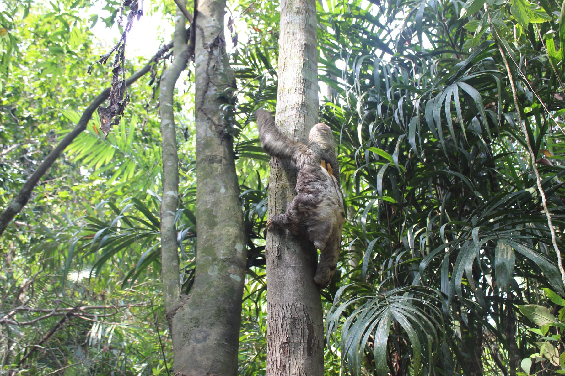 A brown-throated sloth hanging in the rainforest canopy