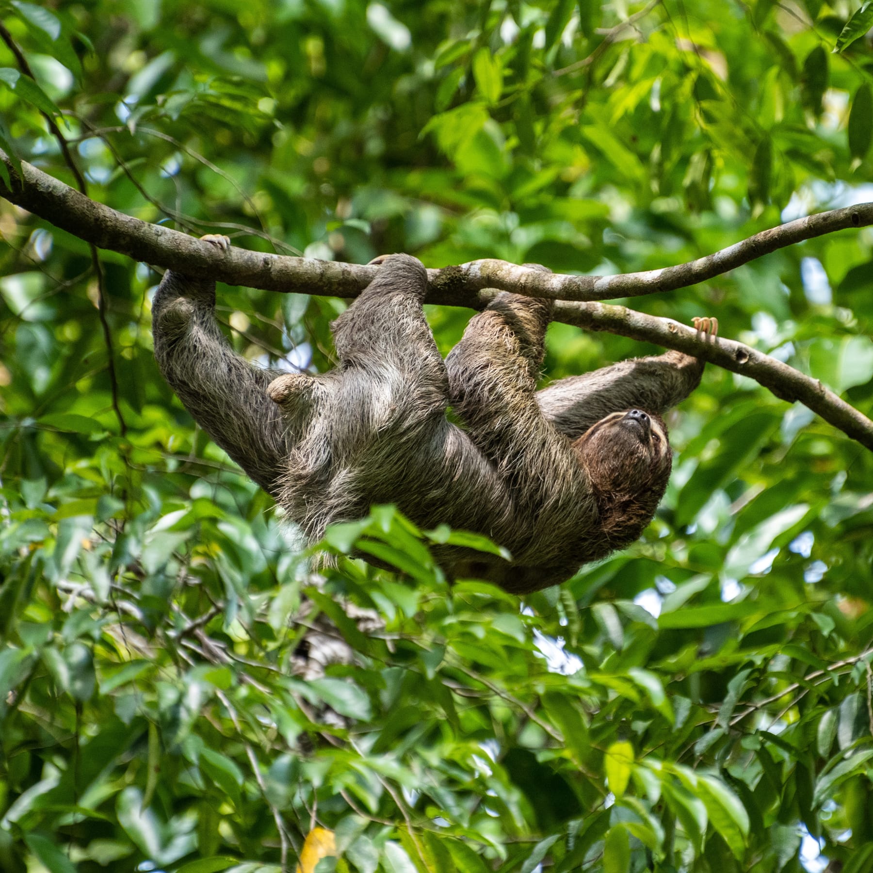A sloth photographed in Manuel Antonio National Park, Costa Rica