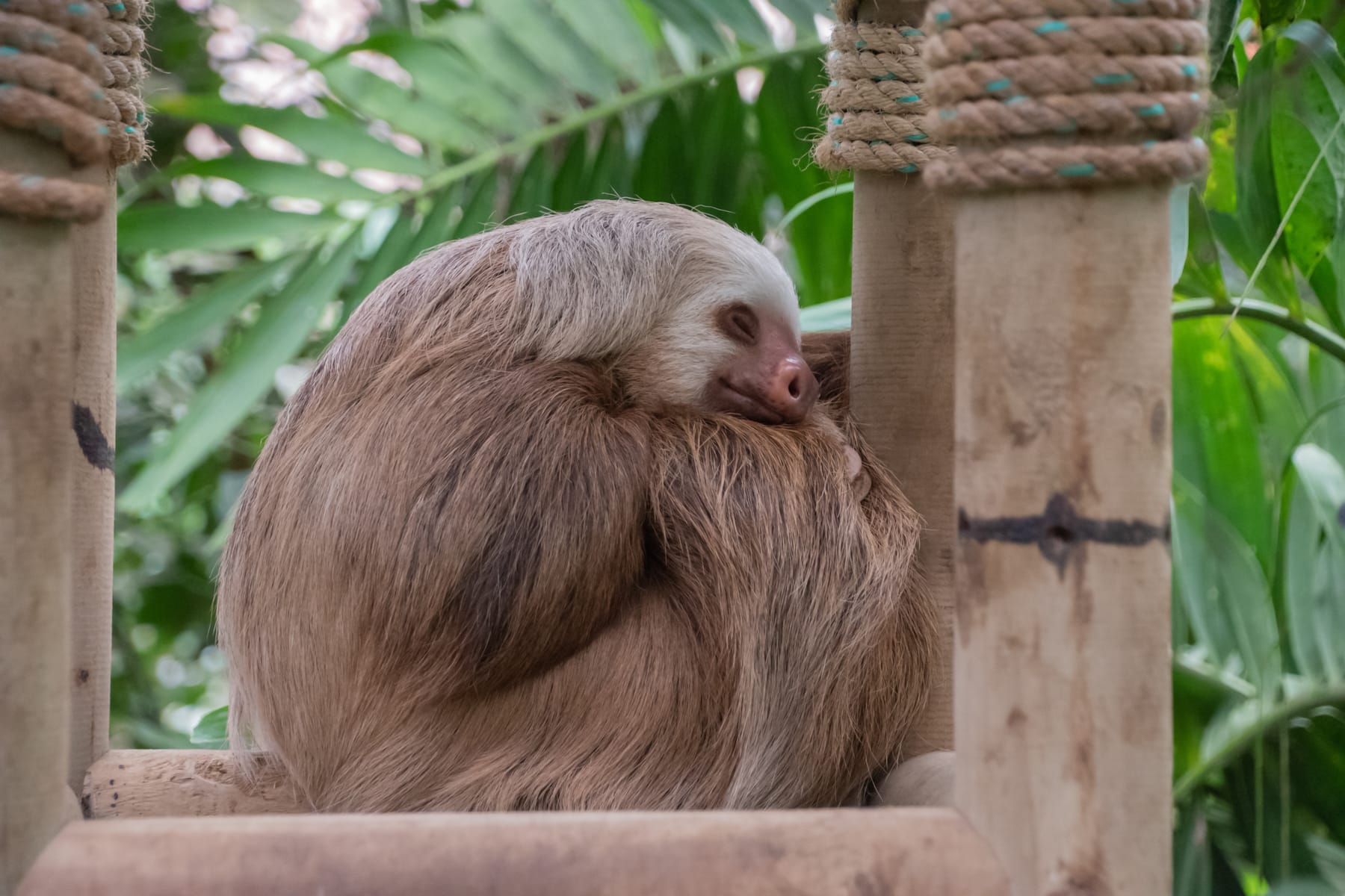 A sloth at a wildlife rescue center in Costa Rica