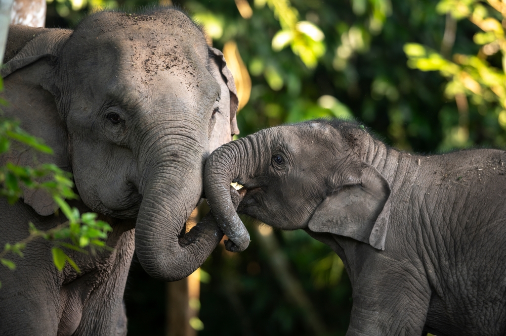 Two African elephants standing together in the wild