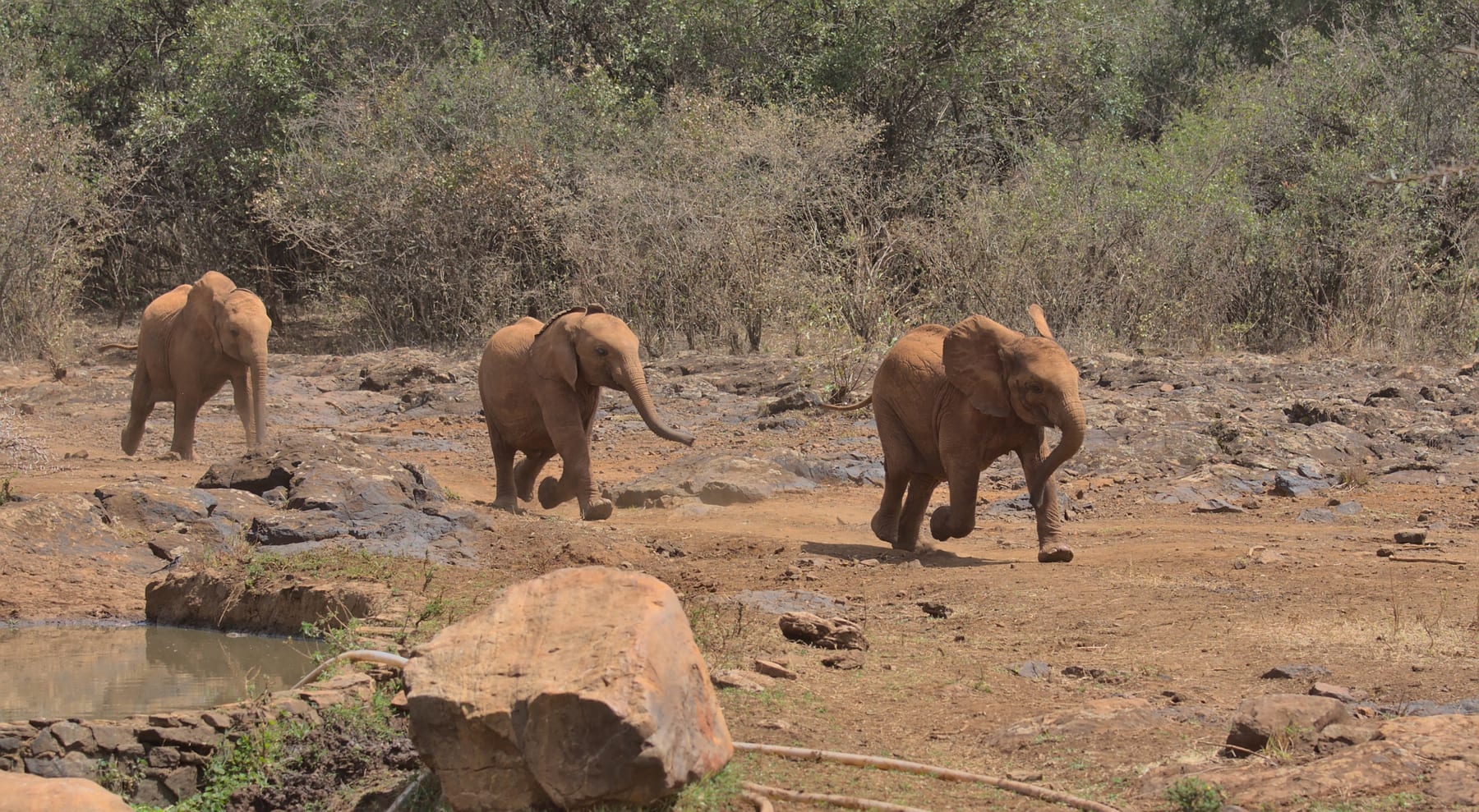 Orphaned elephants running to their keepers for a milk feed at the Sheldrick Wildlife Trust nursery in Nairobi, Kenya