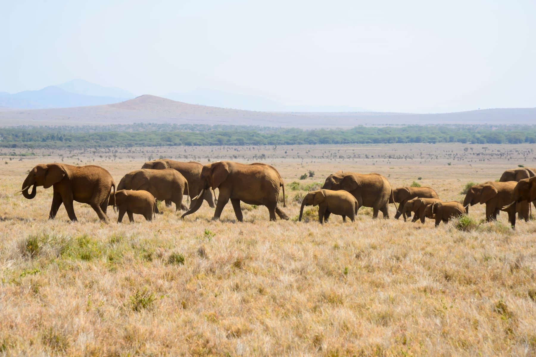 A herd of African savanna elephants in Kenya