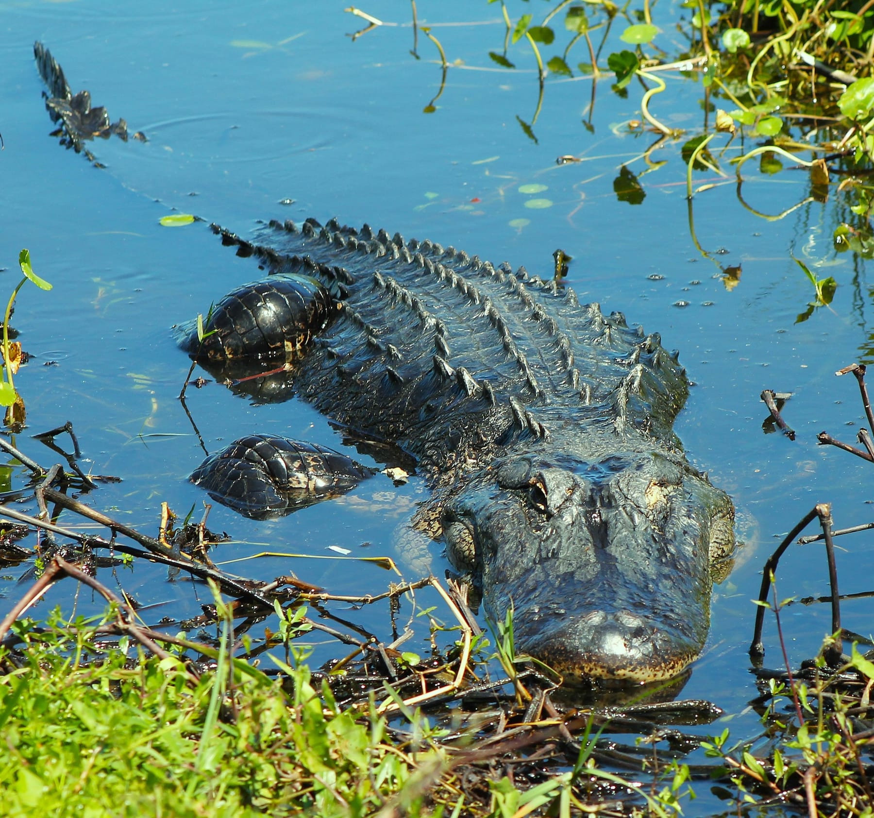 An American alligator floating in a Florida swamp